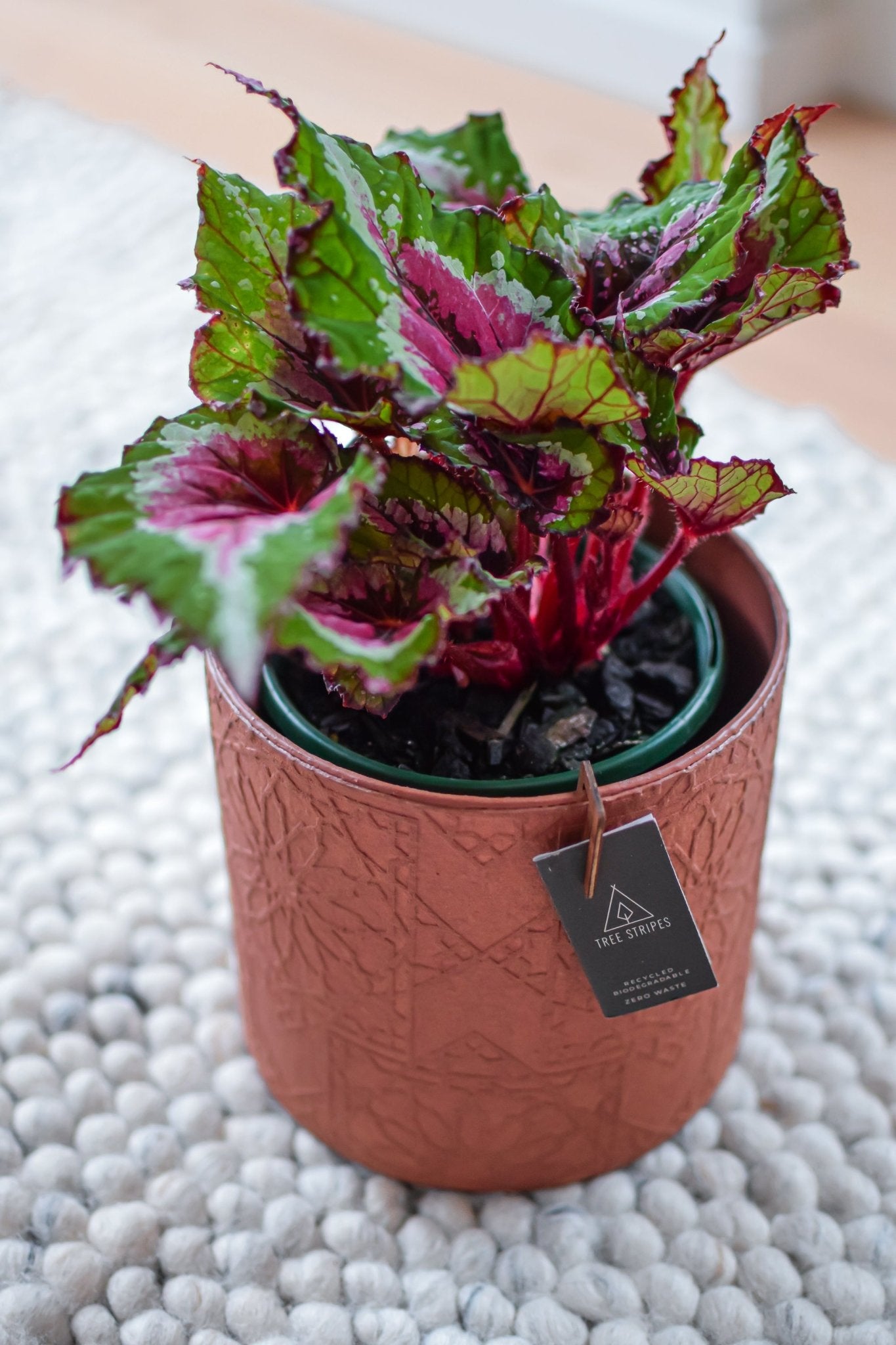 Begonia Alaskan Creek | The Plant Boys