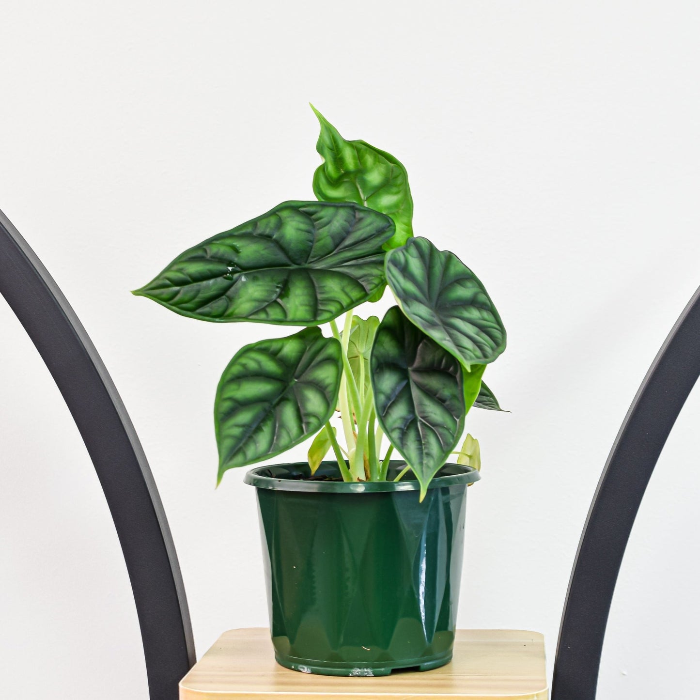 Alocasia Dragon Scale | The Plant Boys