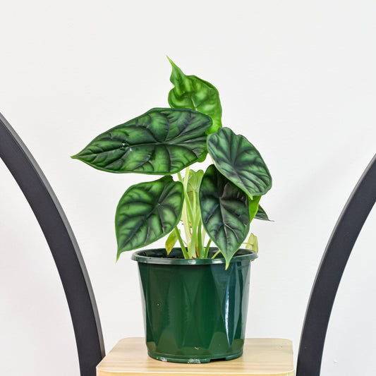 Alocasia Dragon Scale | The Plant Boys