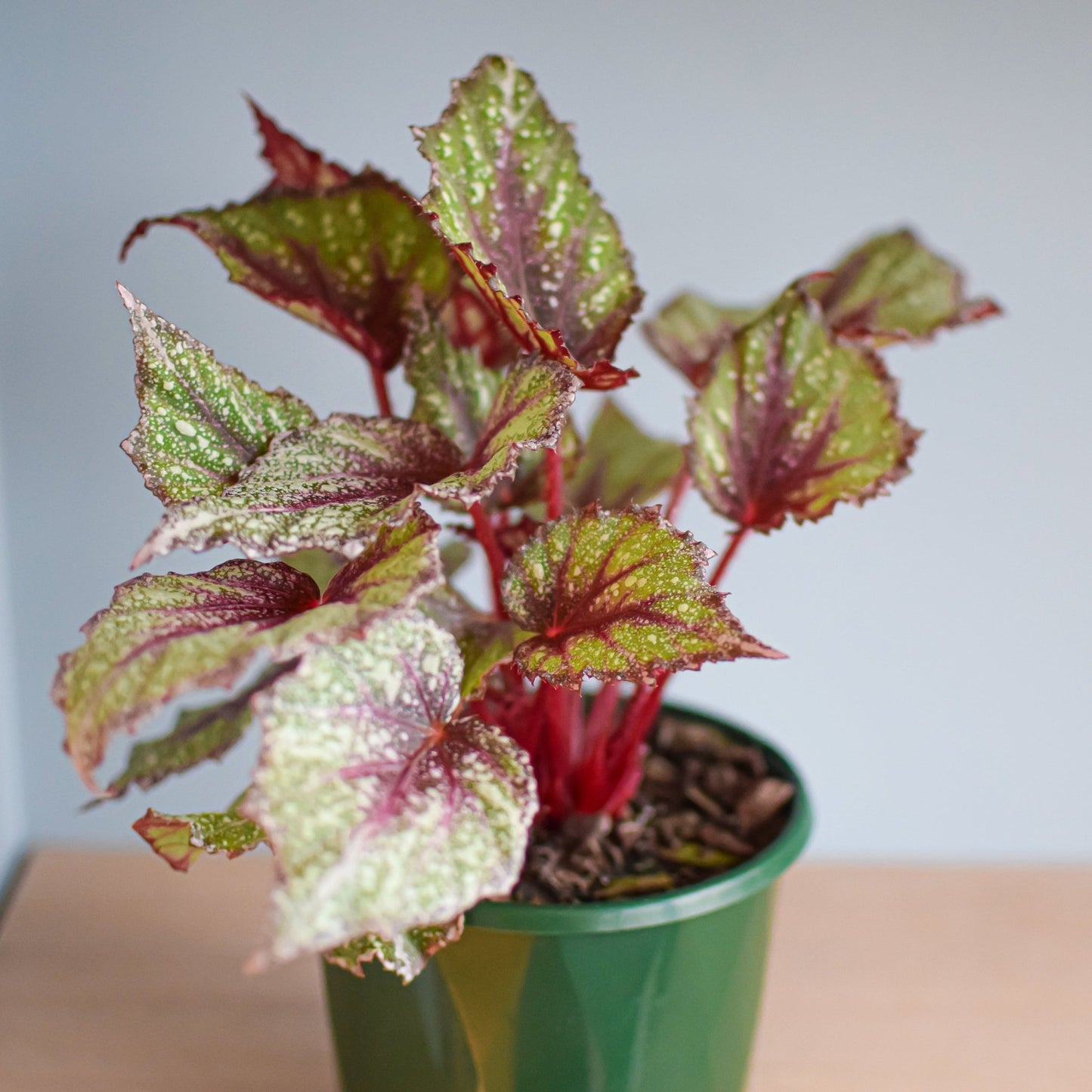 Begonia Speckles | The Plant Boys