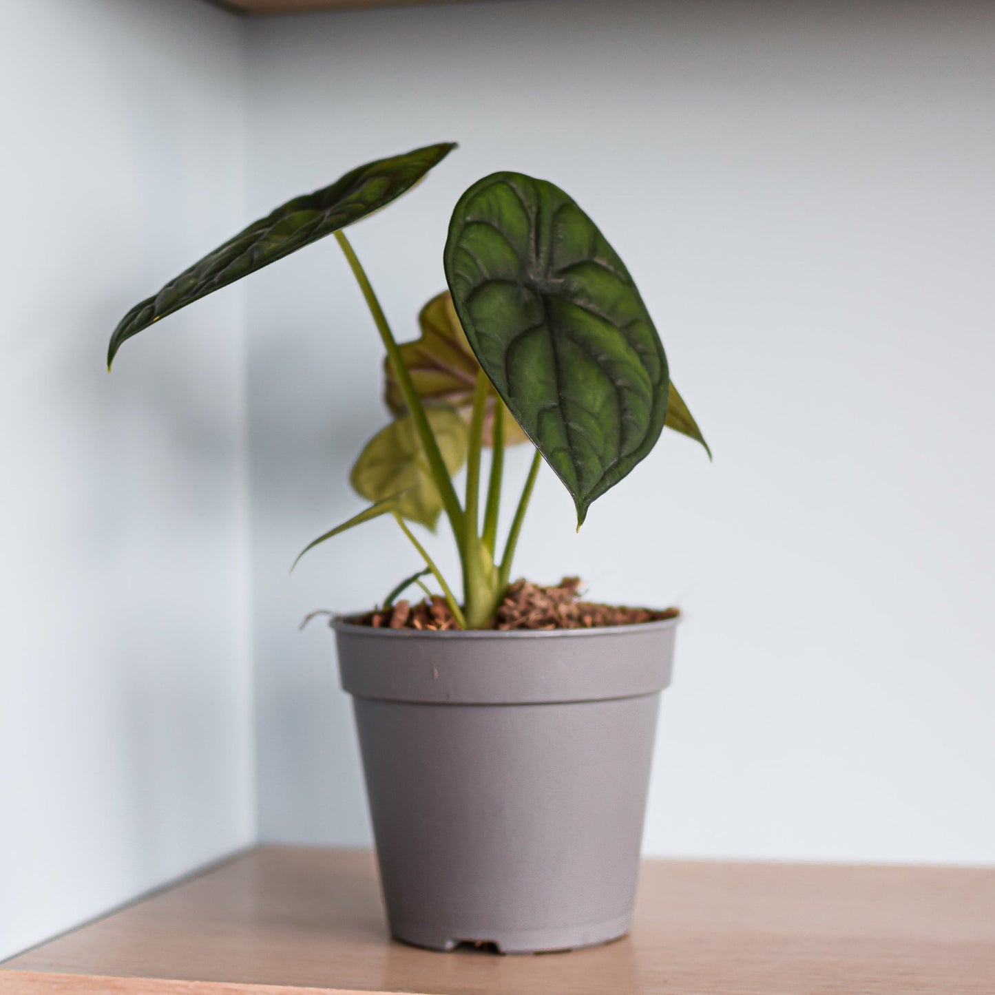 Alocasia Dragon Scale | The Plant Boys