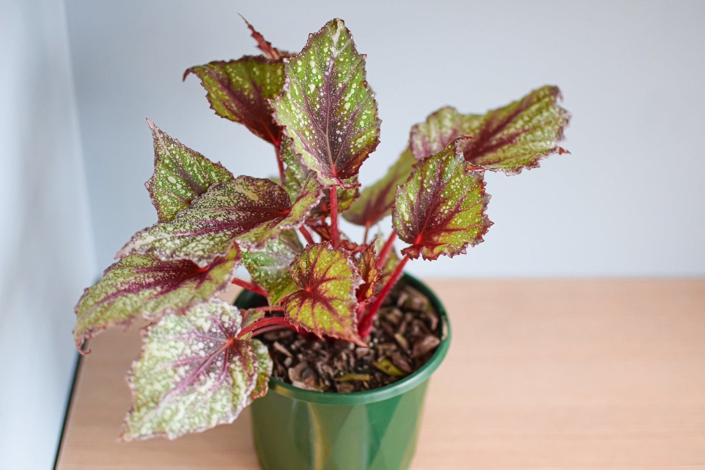Begonia Speckles | The Plant Boys