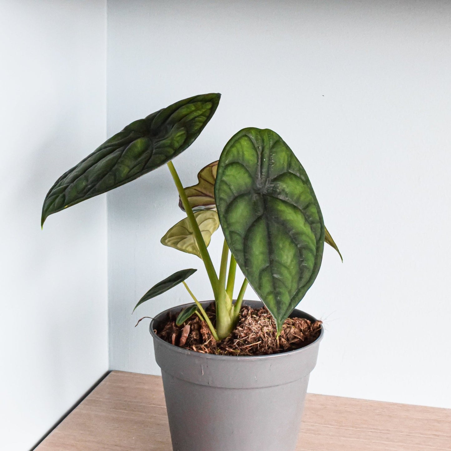 Alocasia Dragon Scale | The Plant Boys