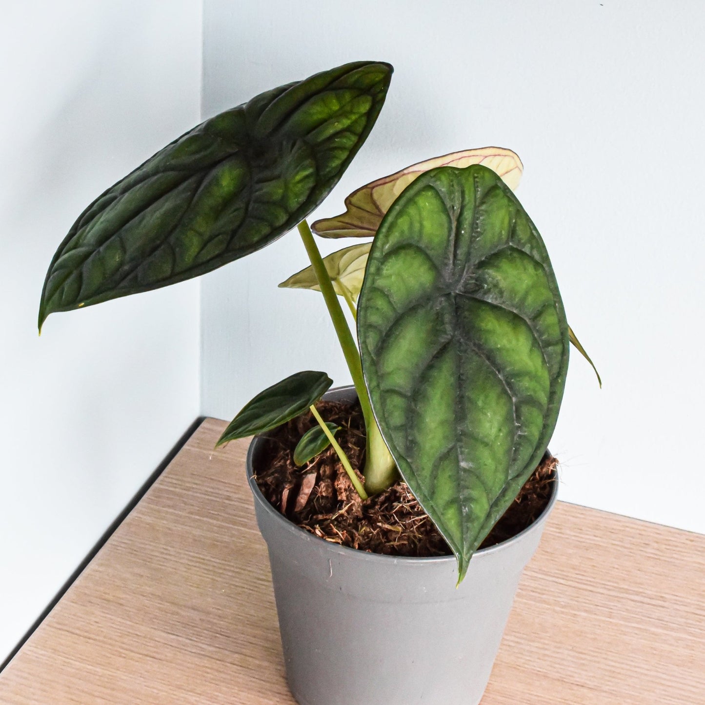 Alocasia Dragon Scale | The Plant Boys
