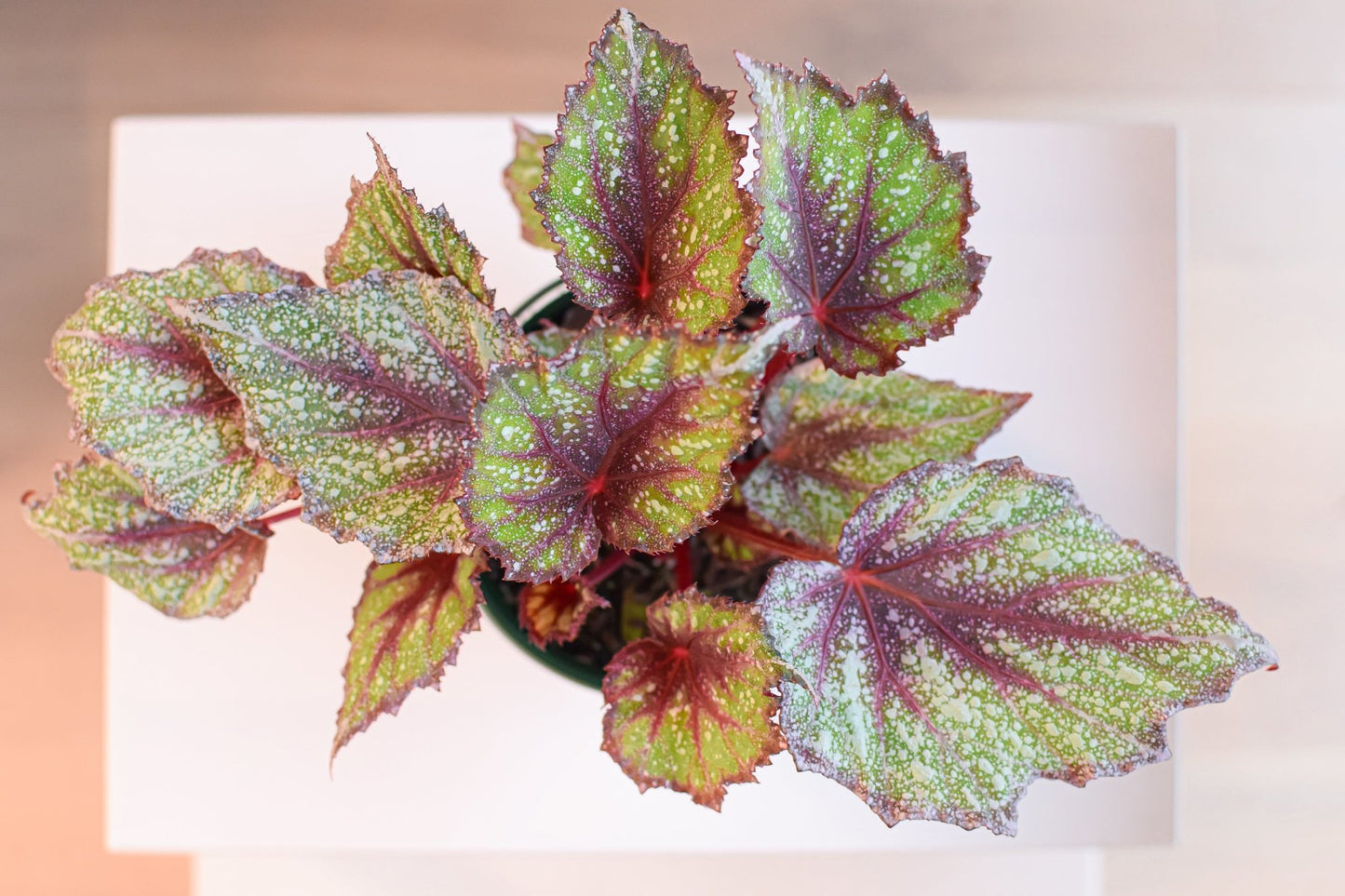 Begonia Speckles | The Plant Boys