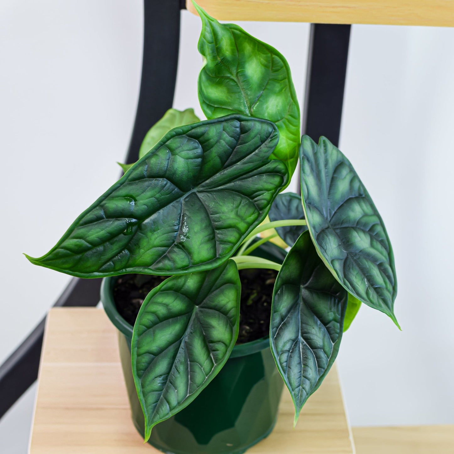 Alocasia Dragon Scale | The Plant Boys