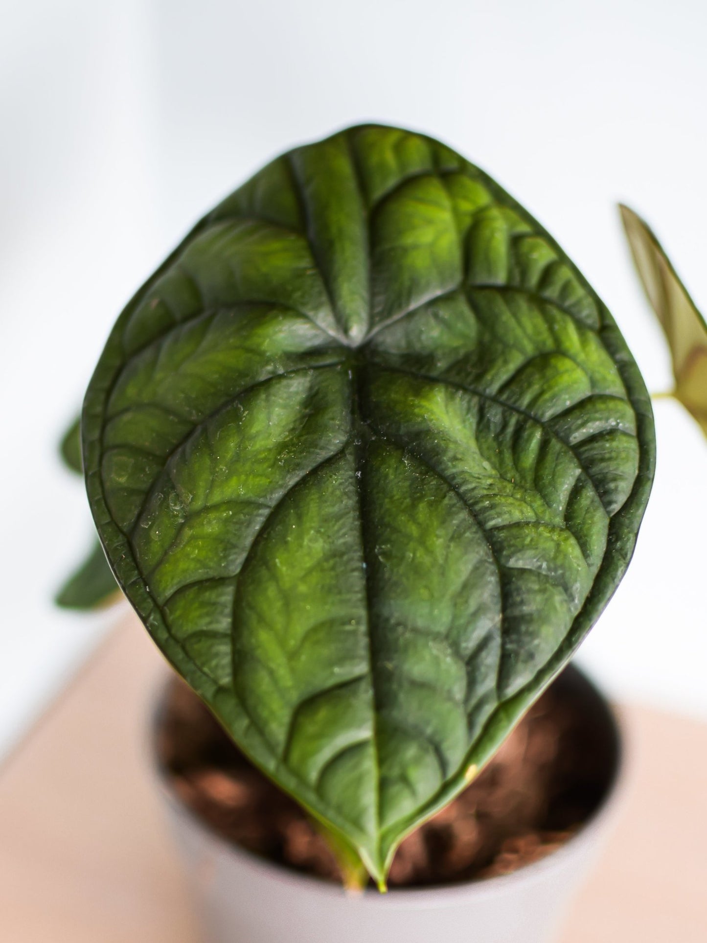 Alocasia Dragon Scale | The Plant Boys