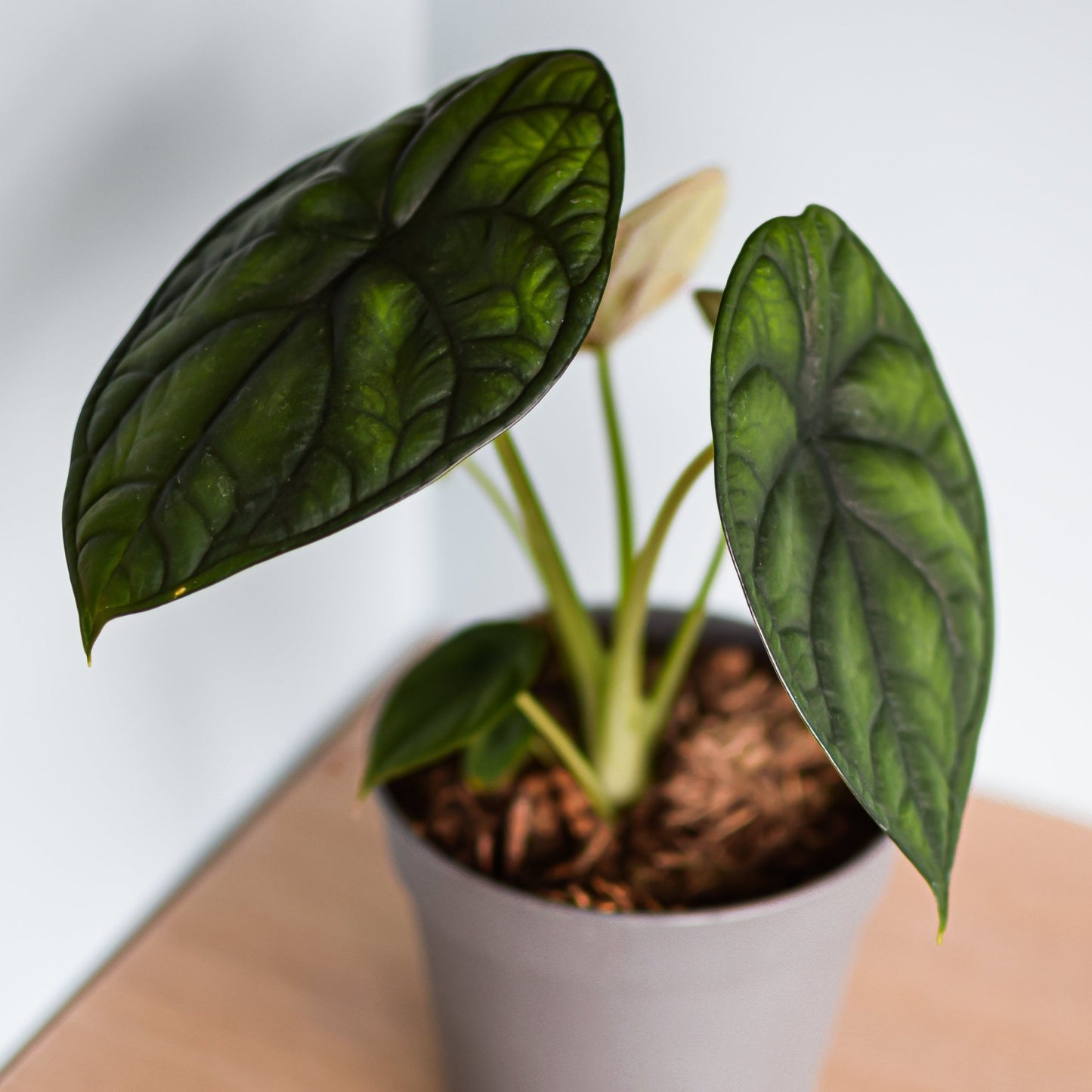 Alocasia Dragon Scale | The Plant Boys