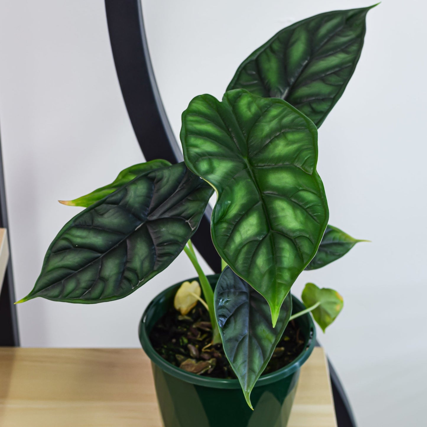 Alocasia Dragon Scale | The Plant Boys