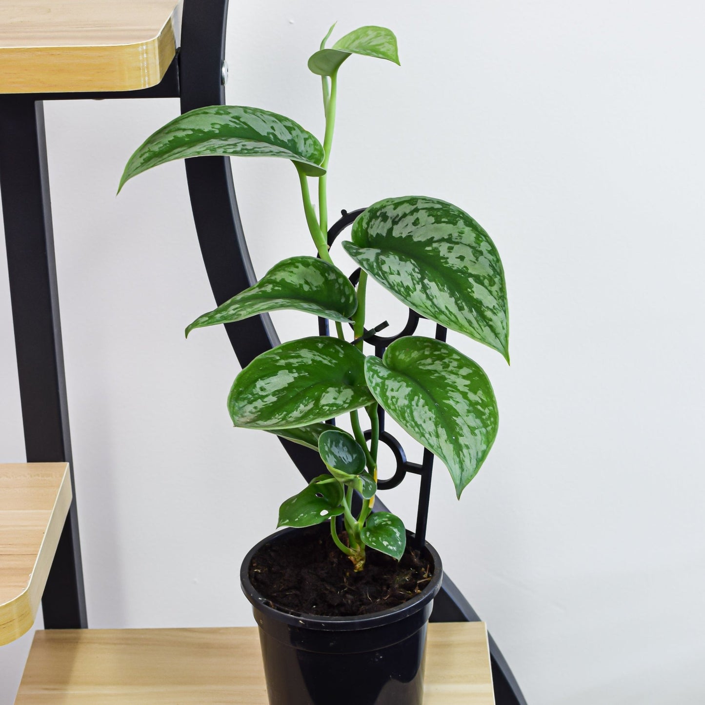 Scindapsus Silver Satin | The Plant Boys