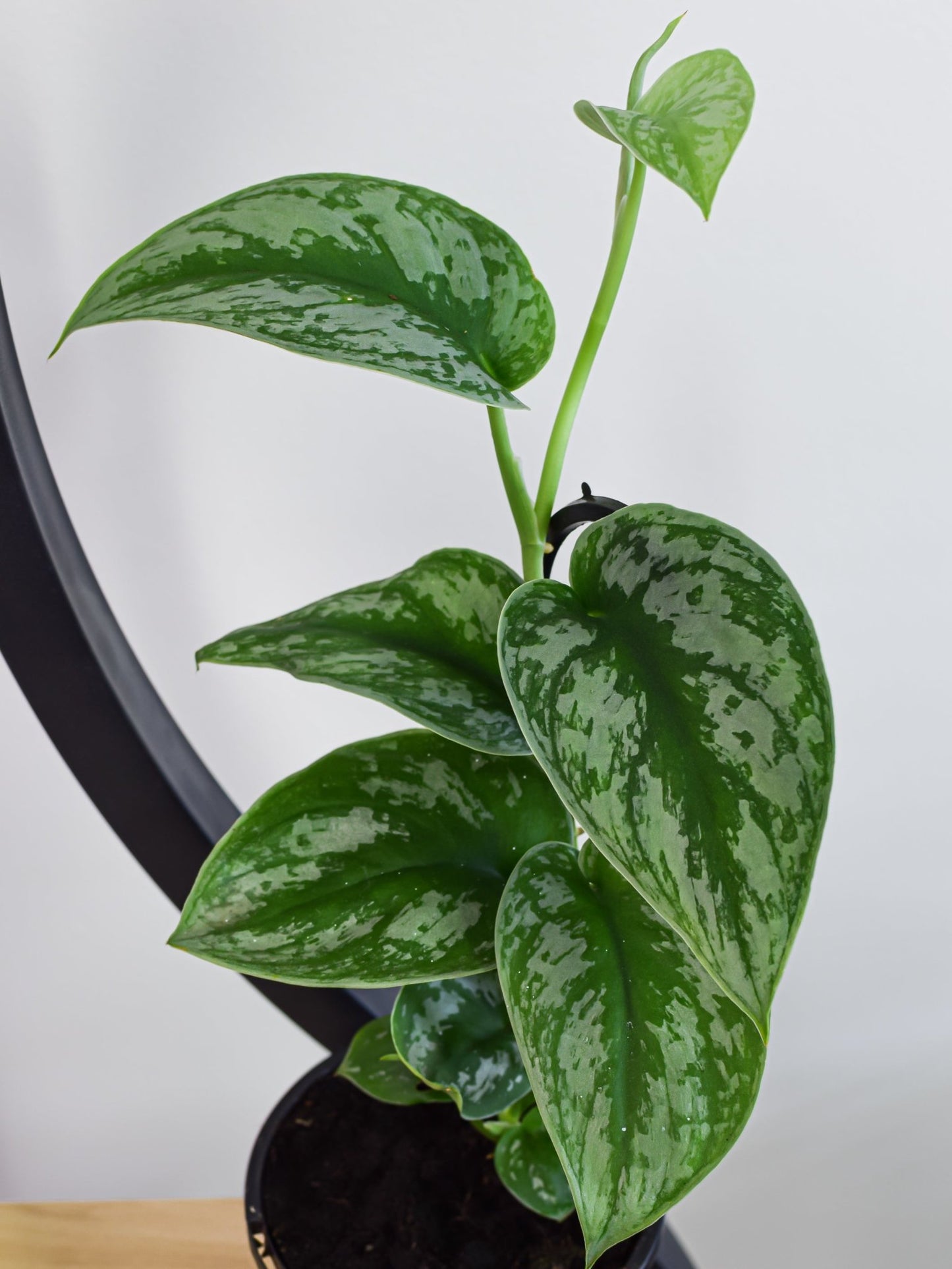Scindapsus Silver Satin | The Plant Boys