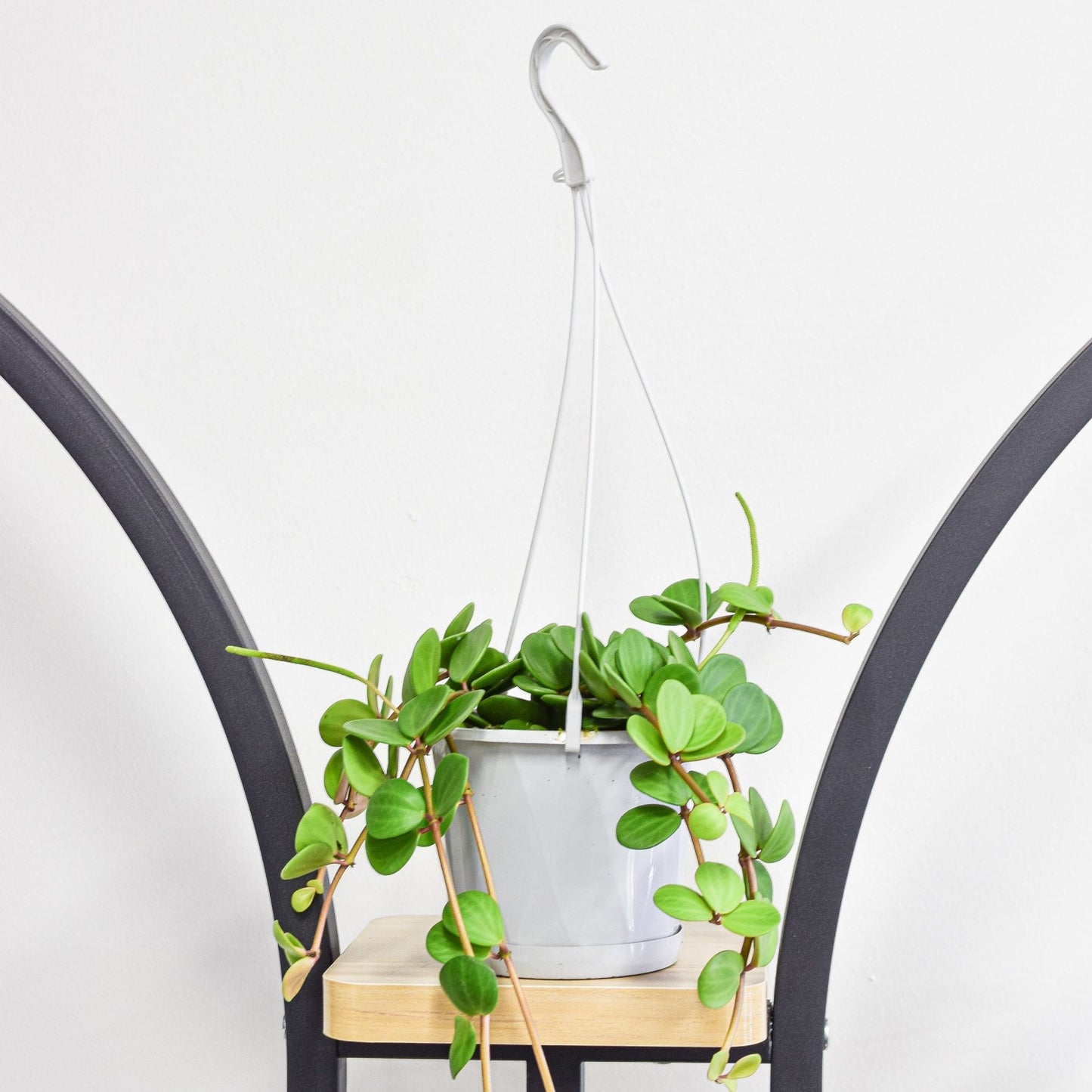 Peperomia Hope | The Plant Boys