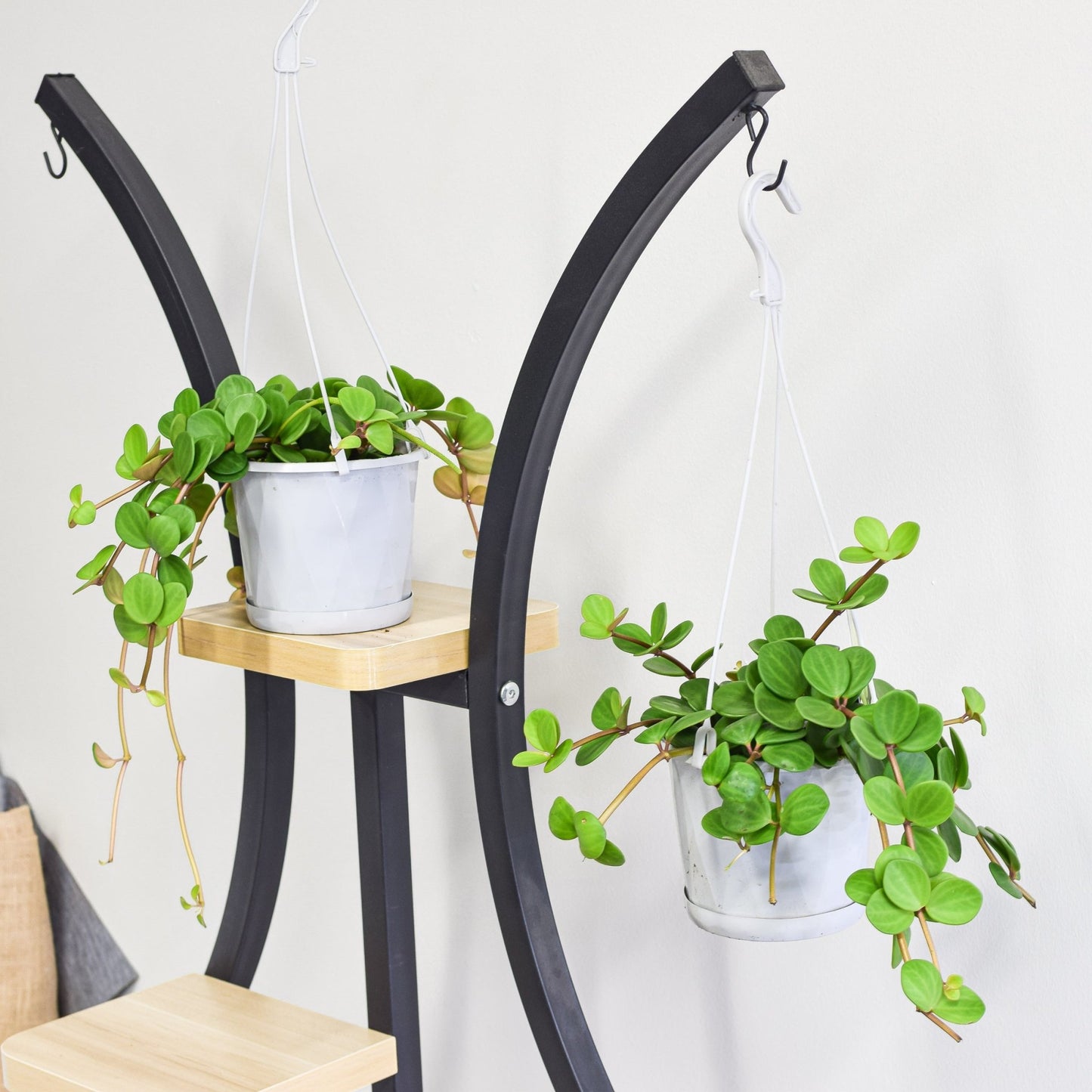 Peperomia Hope | The Plant Boys