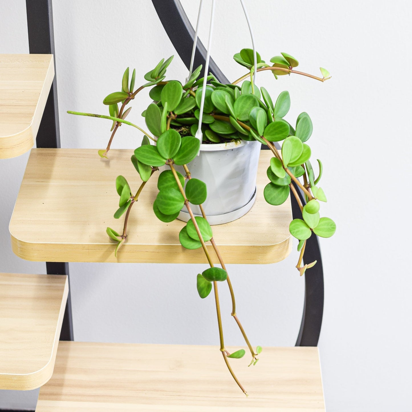 Peperomia Hope | The Plant Boys