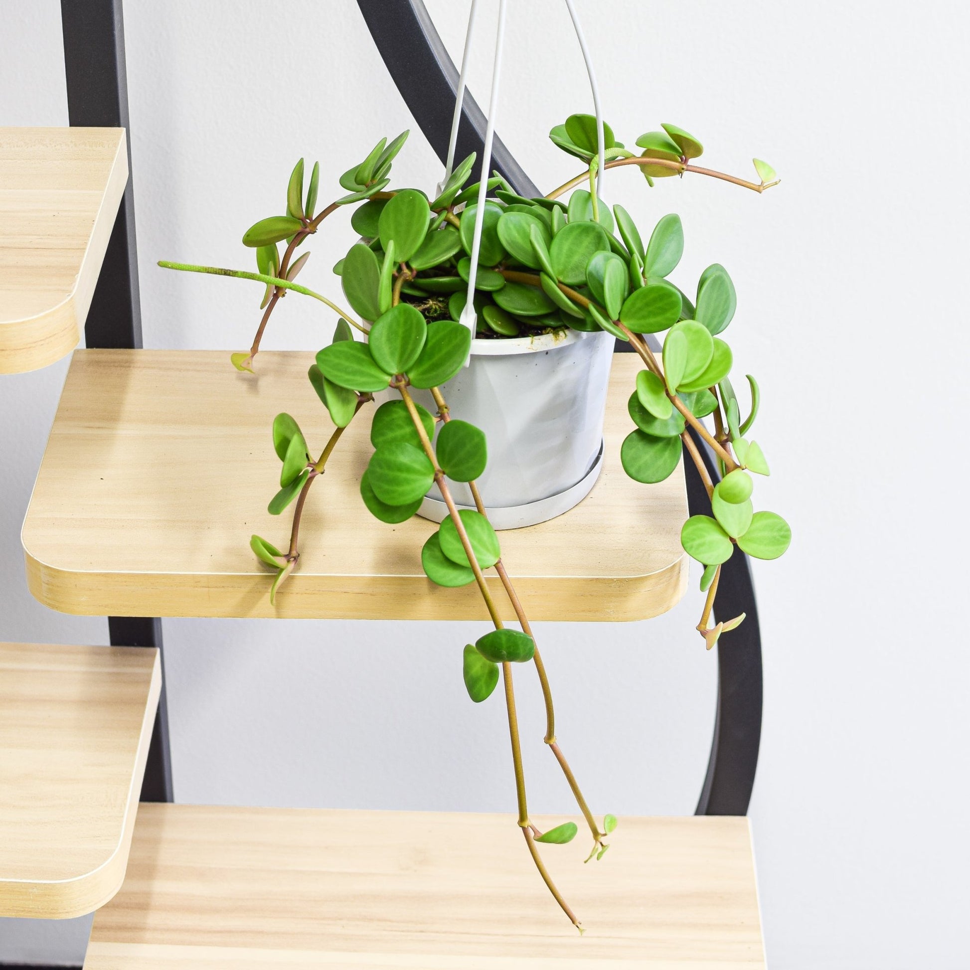 Peperomia Hope | The Plant Boys