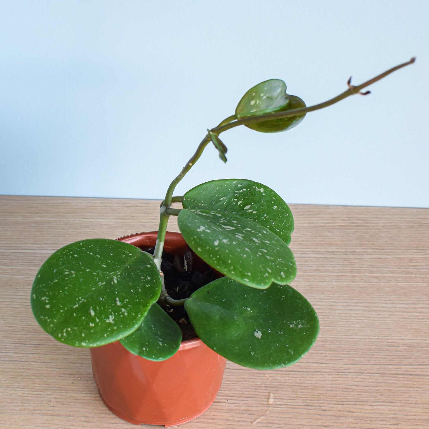 Hoya Obovata | The Plant Boys