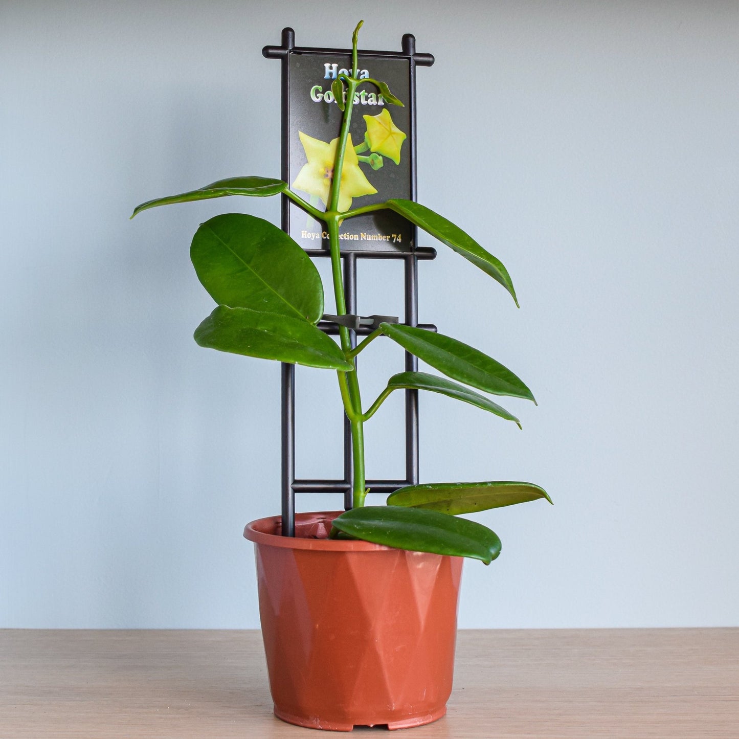 Hoya Goldstar | The Plant Boys