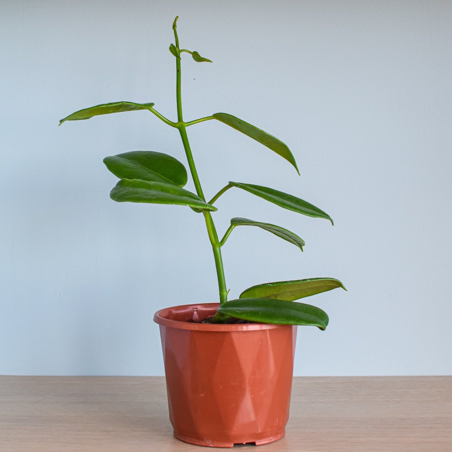 Hoya Goldstar | The Plant Boys