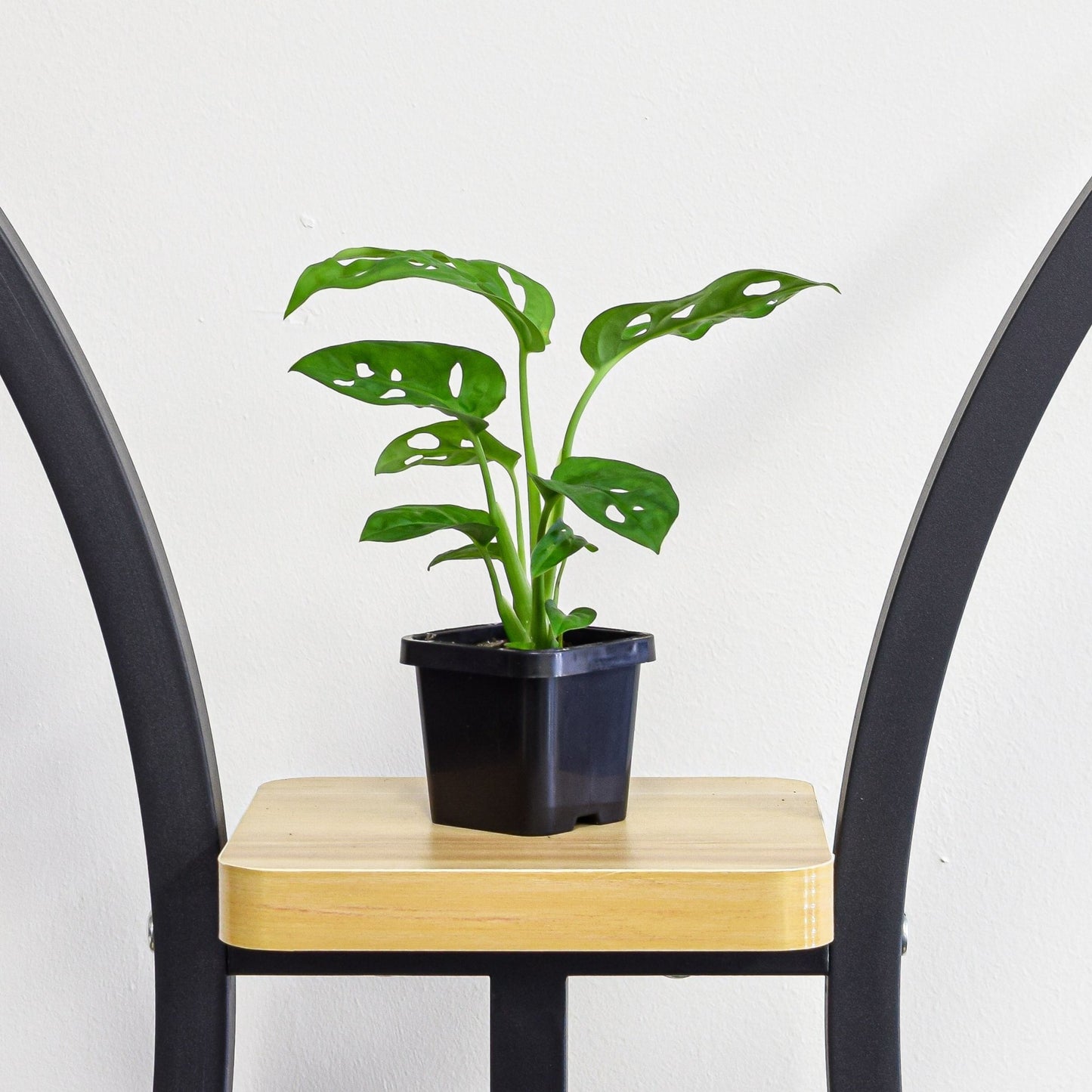 Monstera Adansonii Swiss Cheese Plant | The Plant Boys