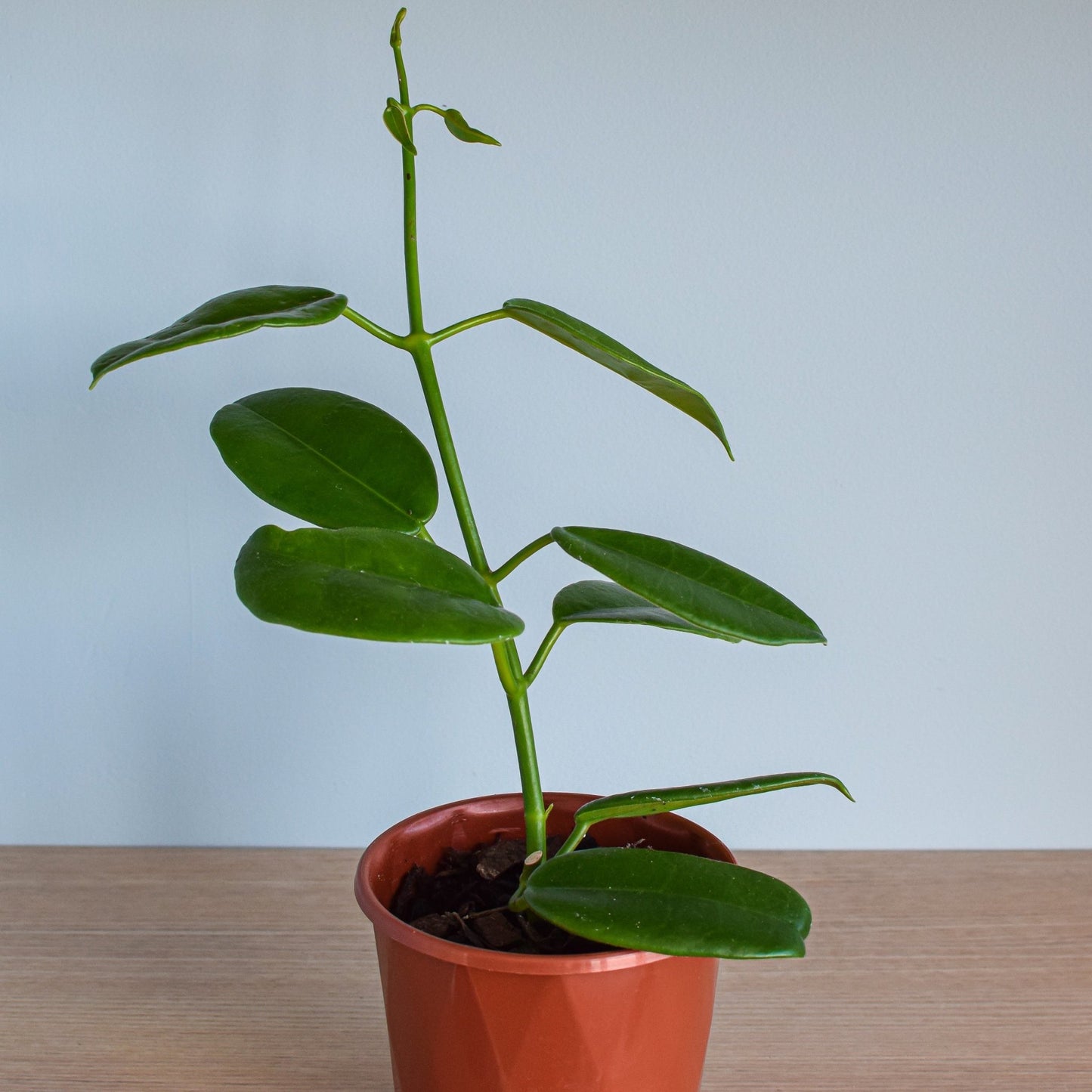 Hoya Goldstar | The Plant Boys
