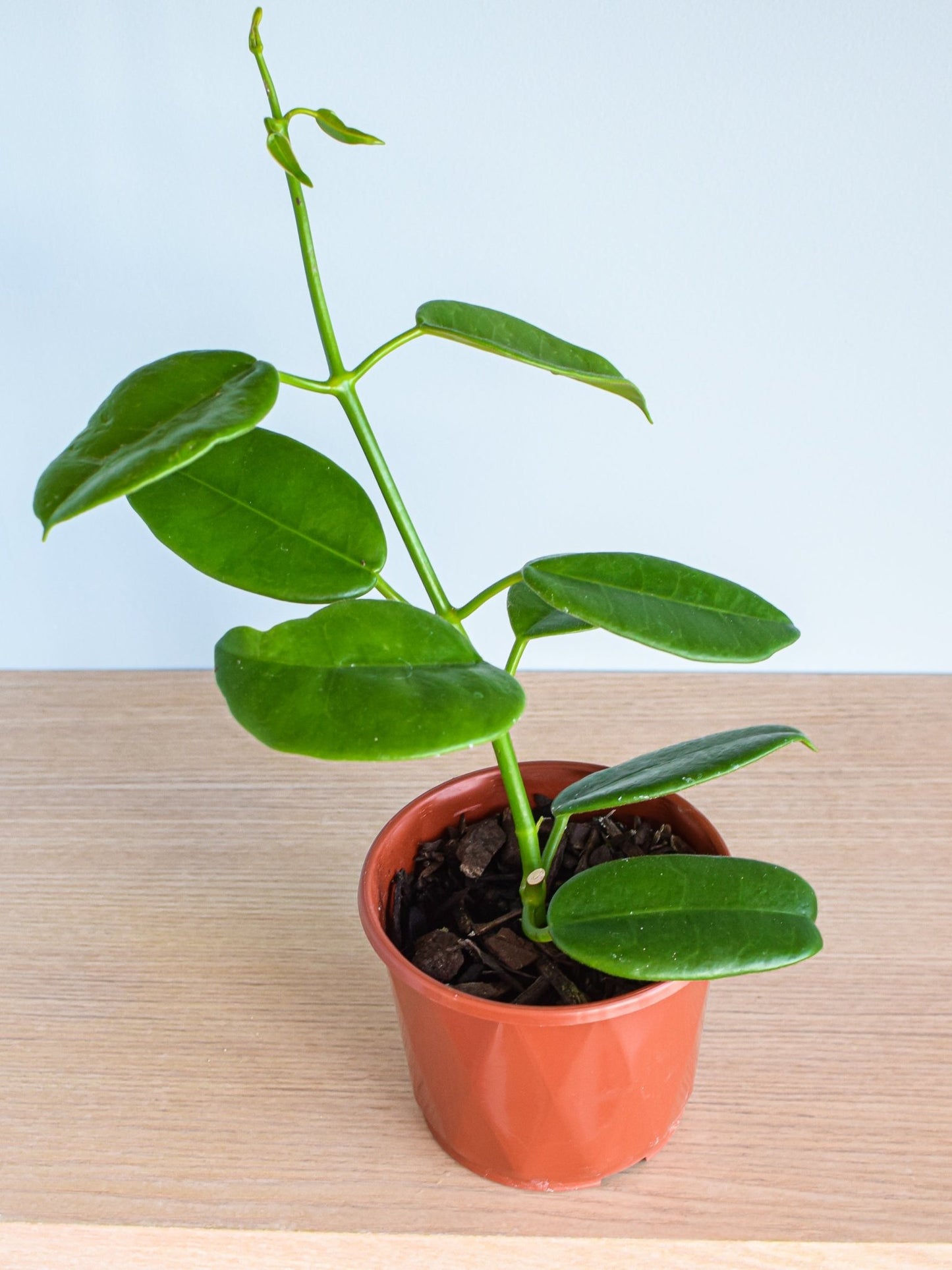 Hoya Goldstar | The Plant Boys