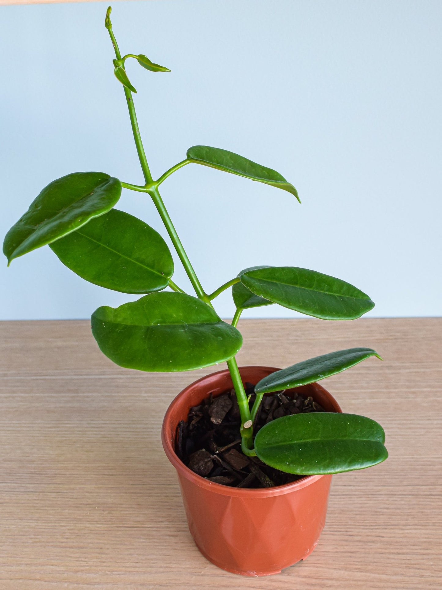Hoya Goldstar | The Plant Boys