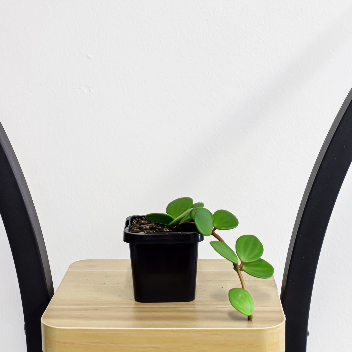 Peperomia Hope | The Plant Boys