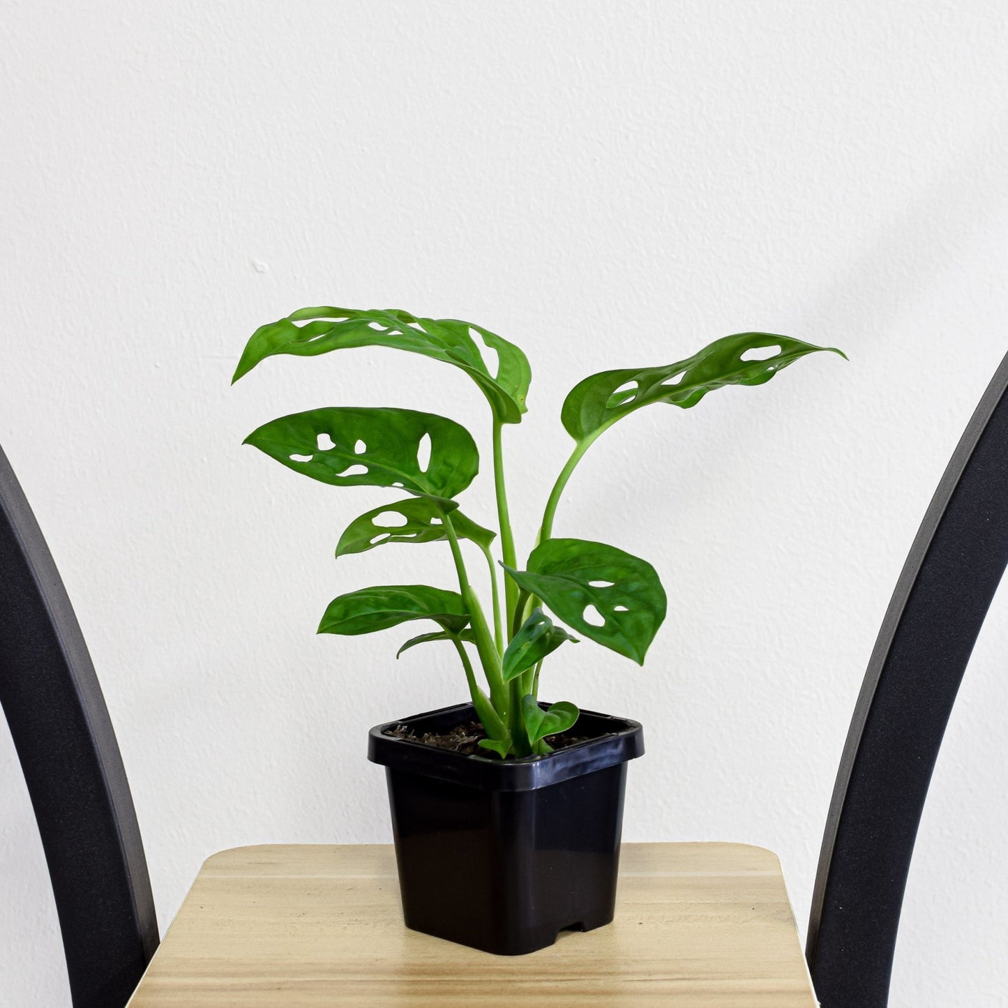 Monstera Adansonii Swiss Cheese Plant | The Plant Boys