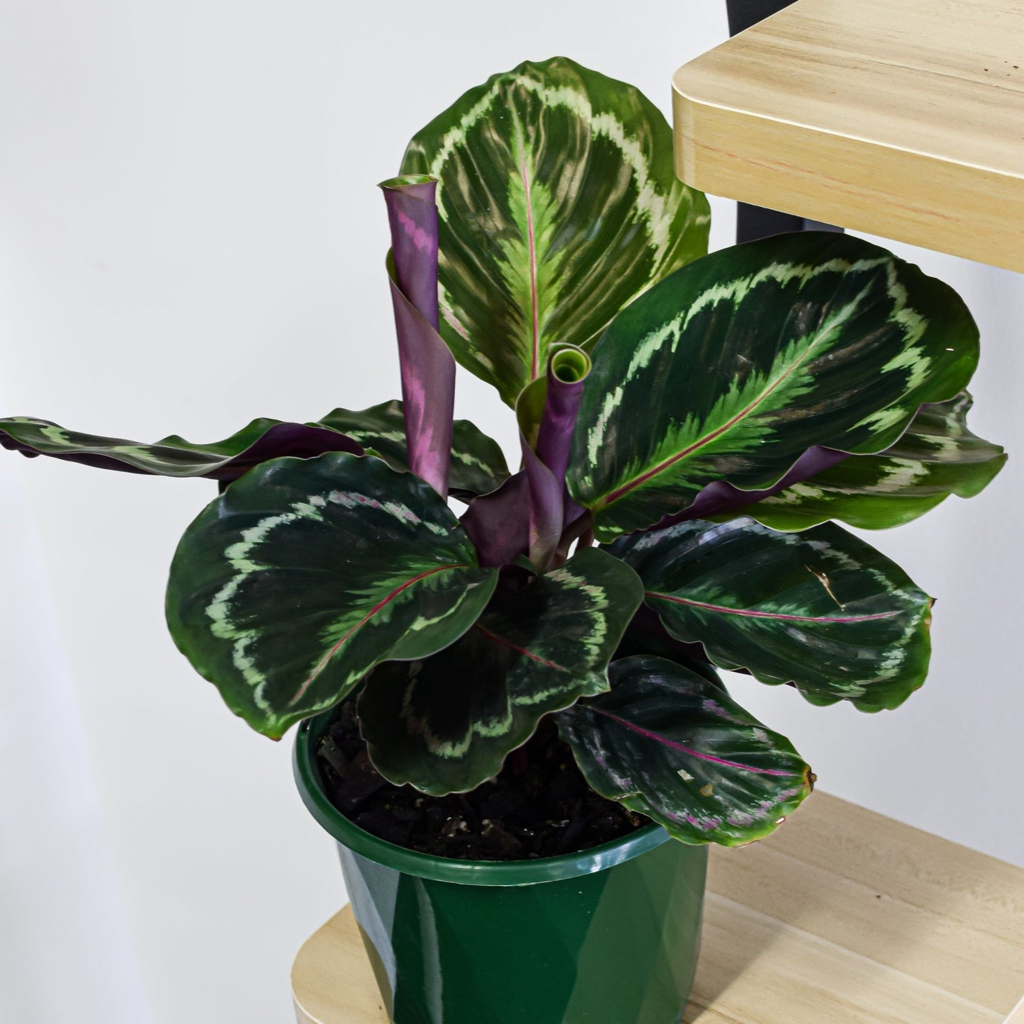 Calathea Medallion | The Plant Boys