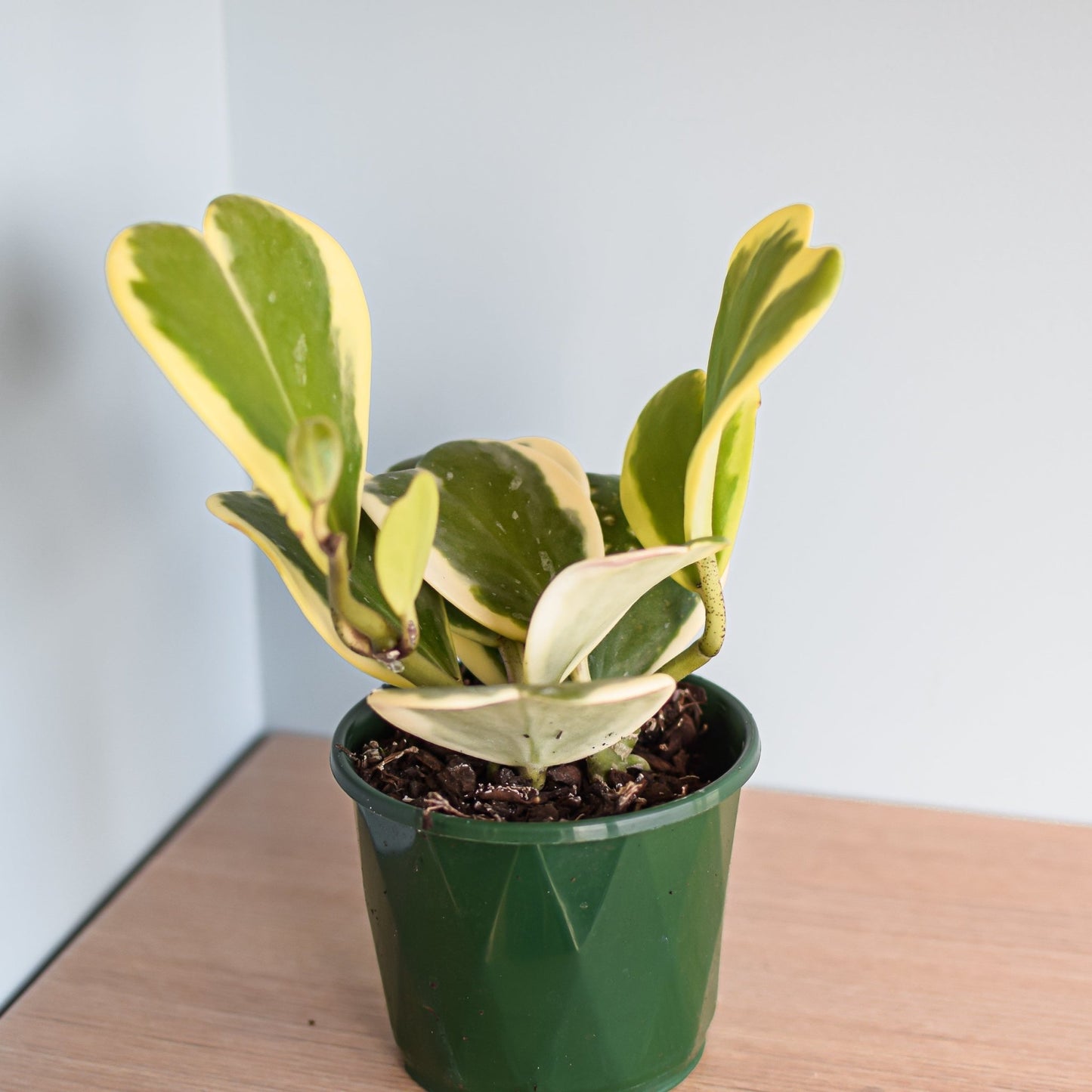Hoya Kerrii Albomarginata | The Plant Boys