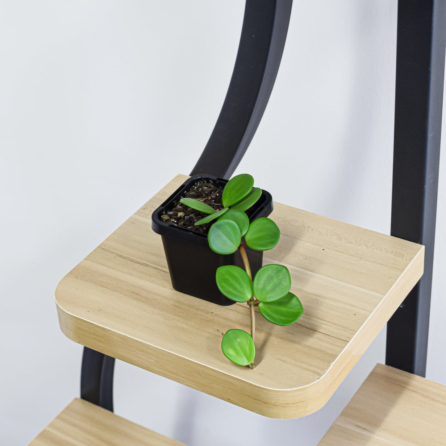 Peperomia Hope | The Plant Boys