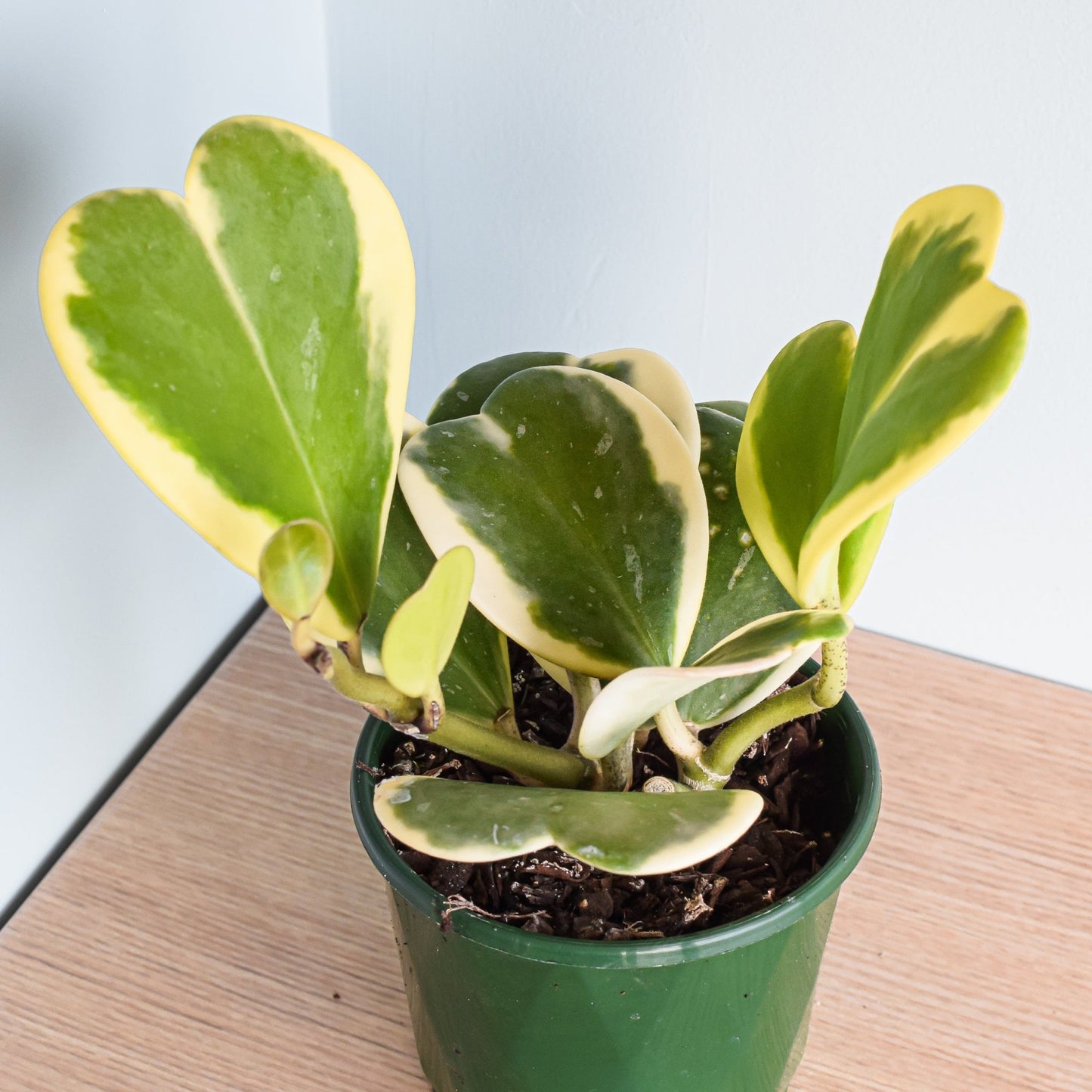Hoya Kerrii Albomarginata | The Plant Boys
