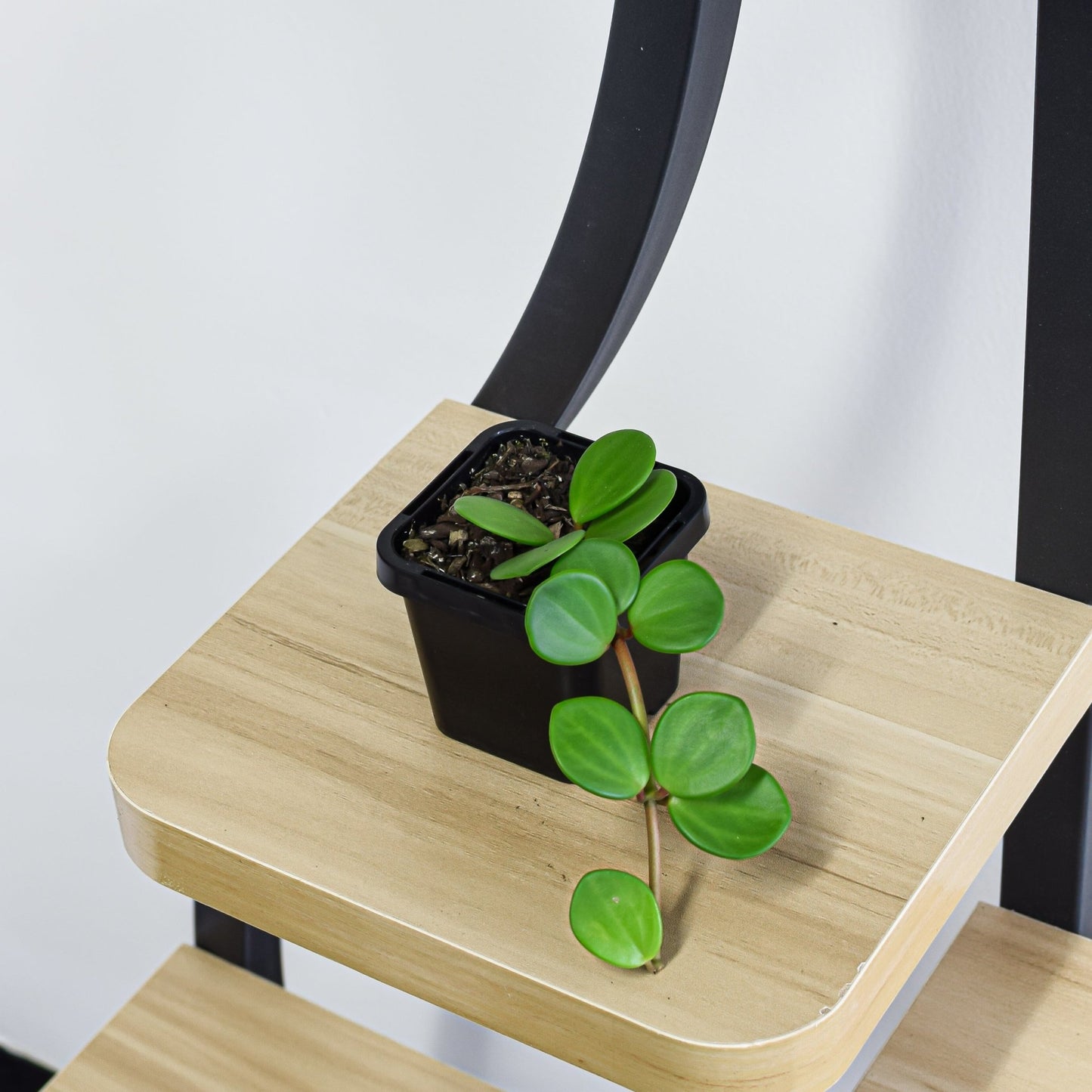 Peperomia Hope | The Plant Boys