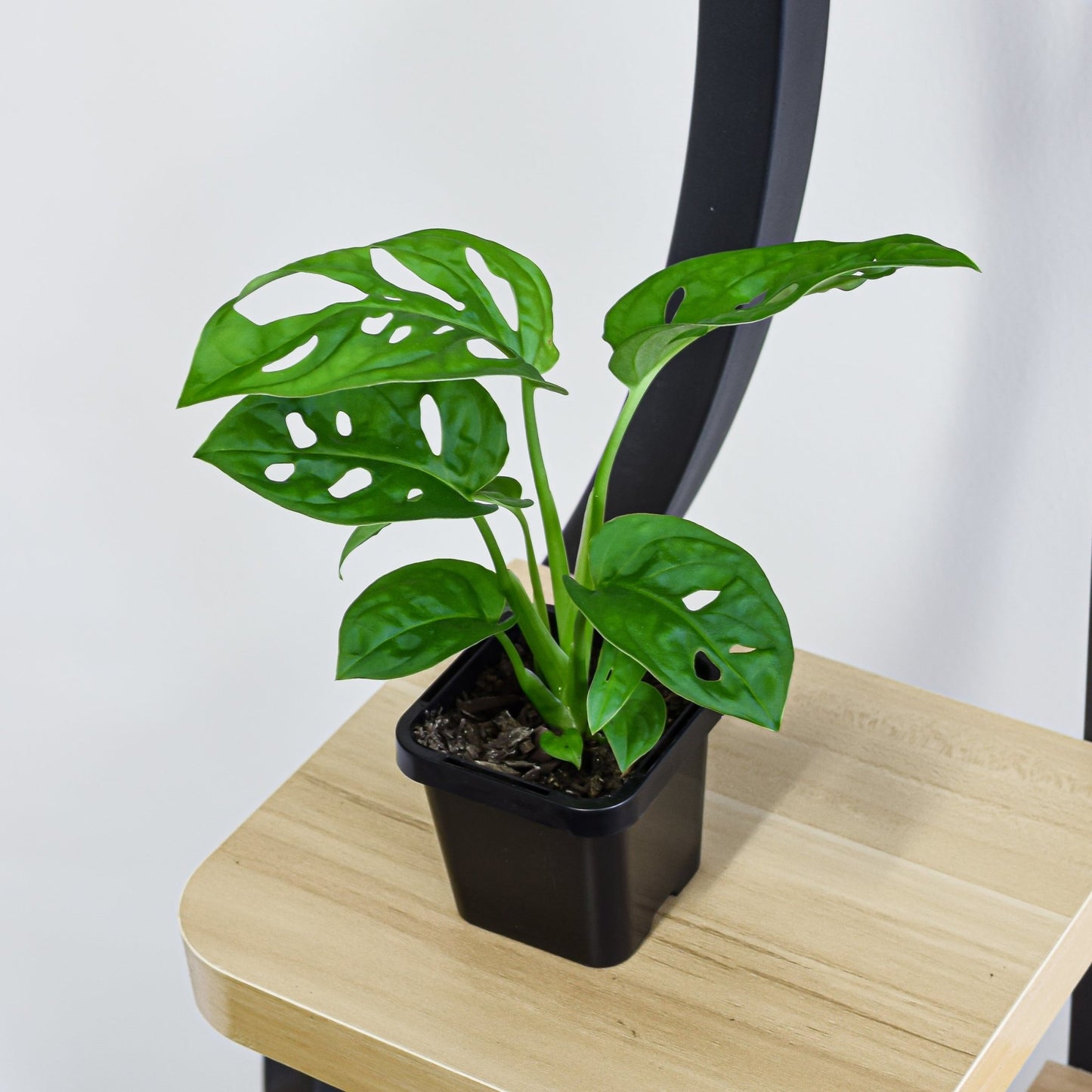 Monstera Adansonii Swiss Cheese Plant | The Plant Boys