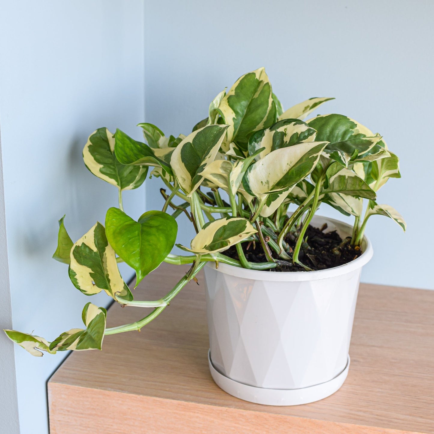 Pothos N'Joy | The Plant Boys