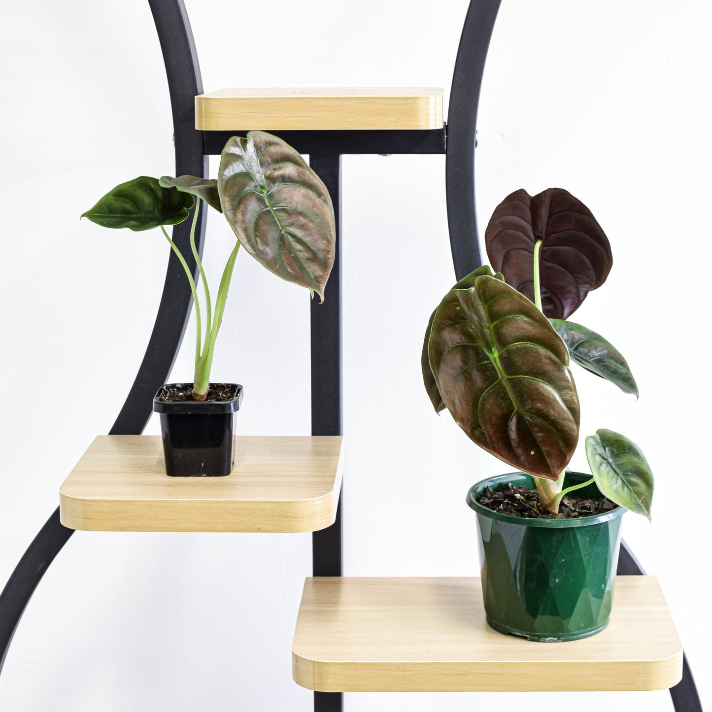 Alocasia Red Secret | The Plant Boys