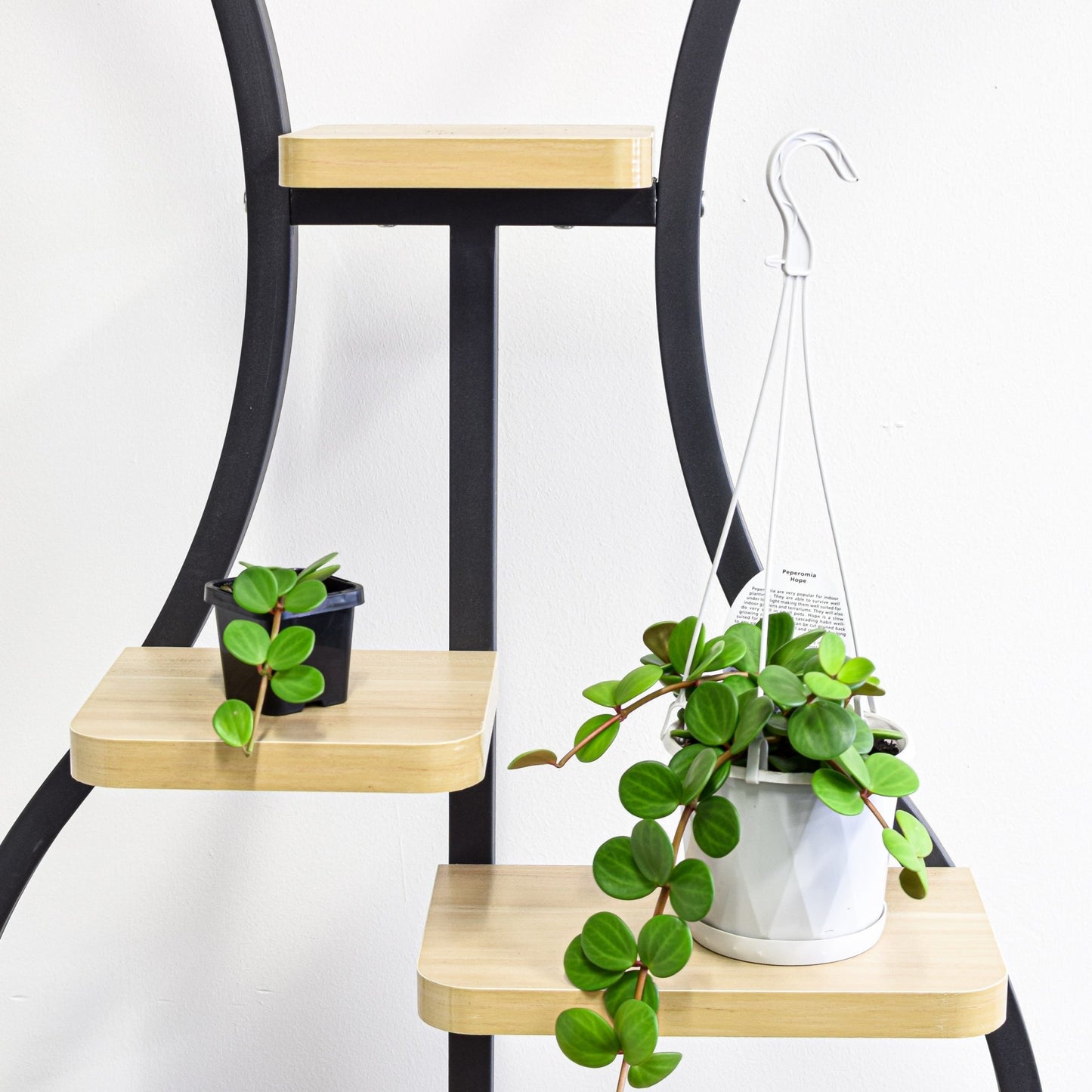 Peperomia Hope | The Plant Boys