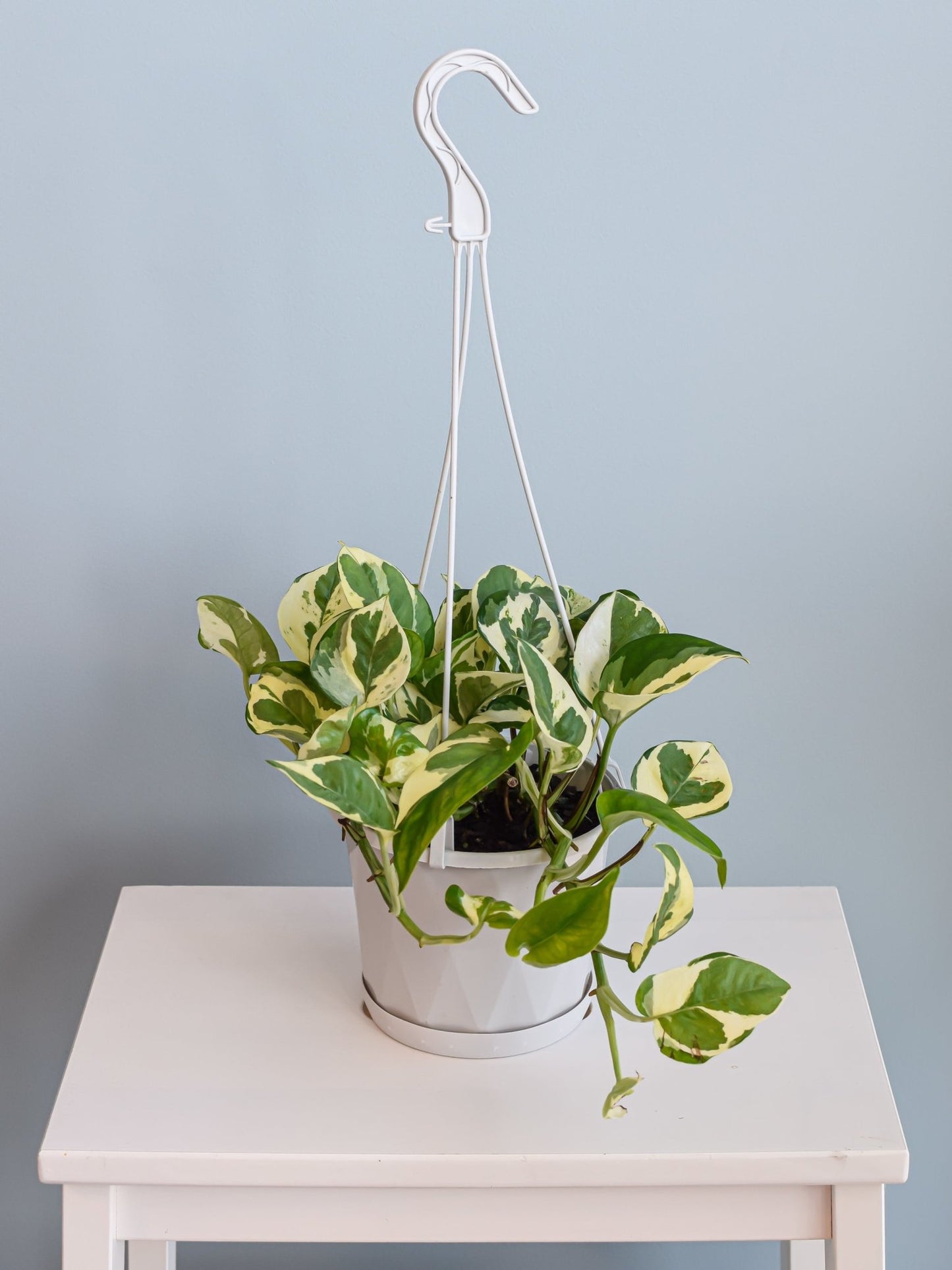 Pothos N'Joy | The Plant Boys