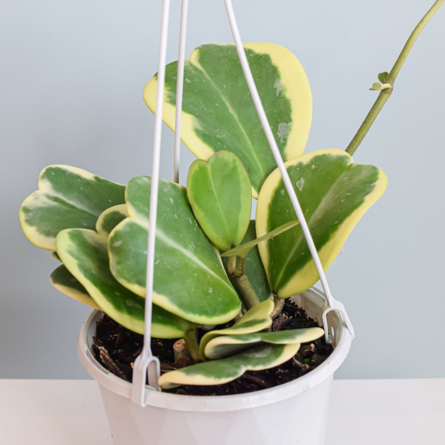 Hoya Kerrii Albomarginata | The Plant Boys