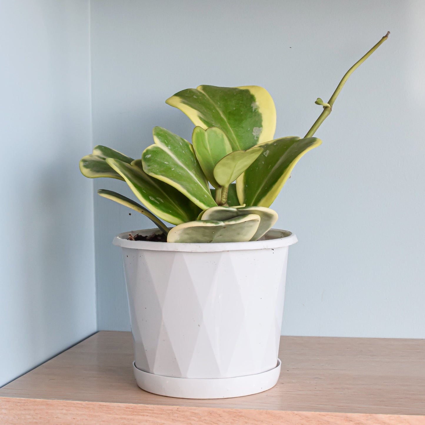 Hoya Kerrii Albomarginata | The Plant Boys