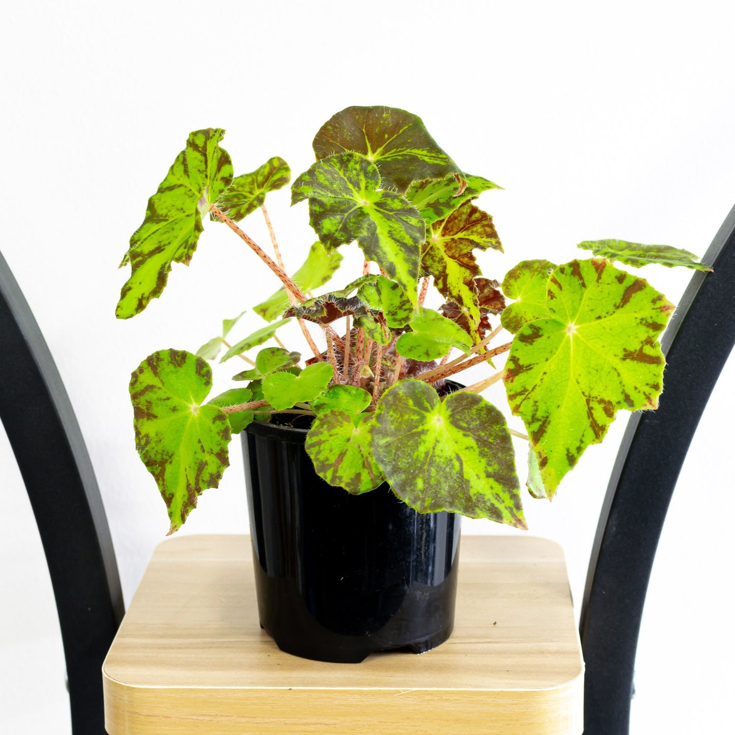 Begonia Dark Cross | The Plant Boys