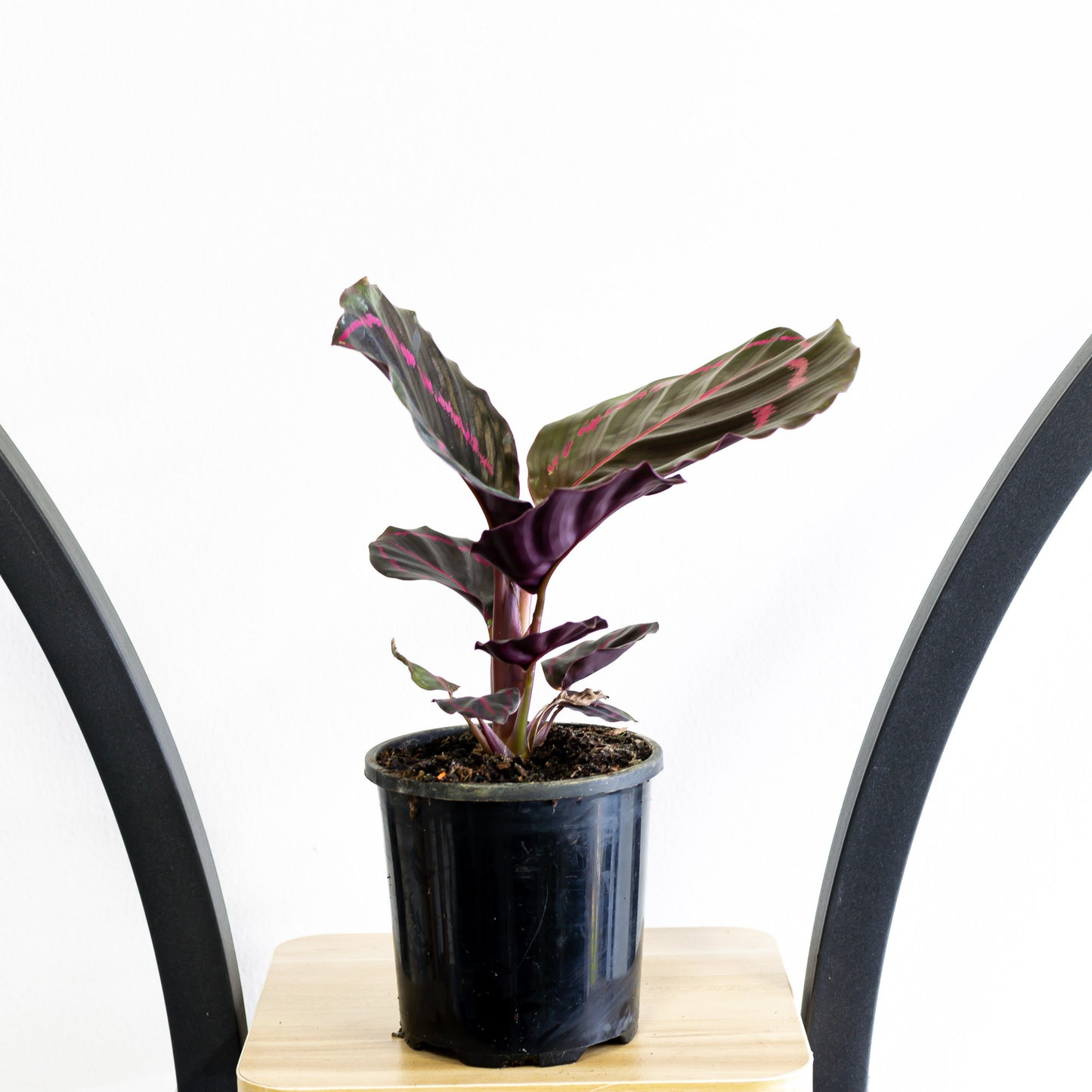 Calathea Dottie