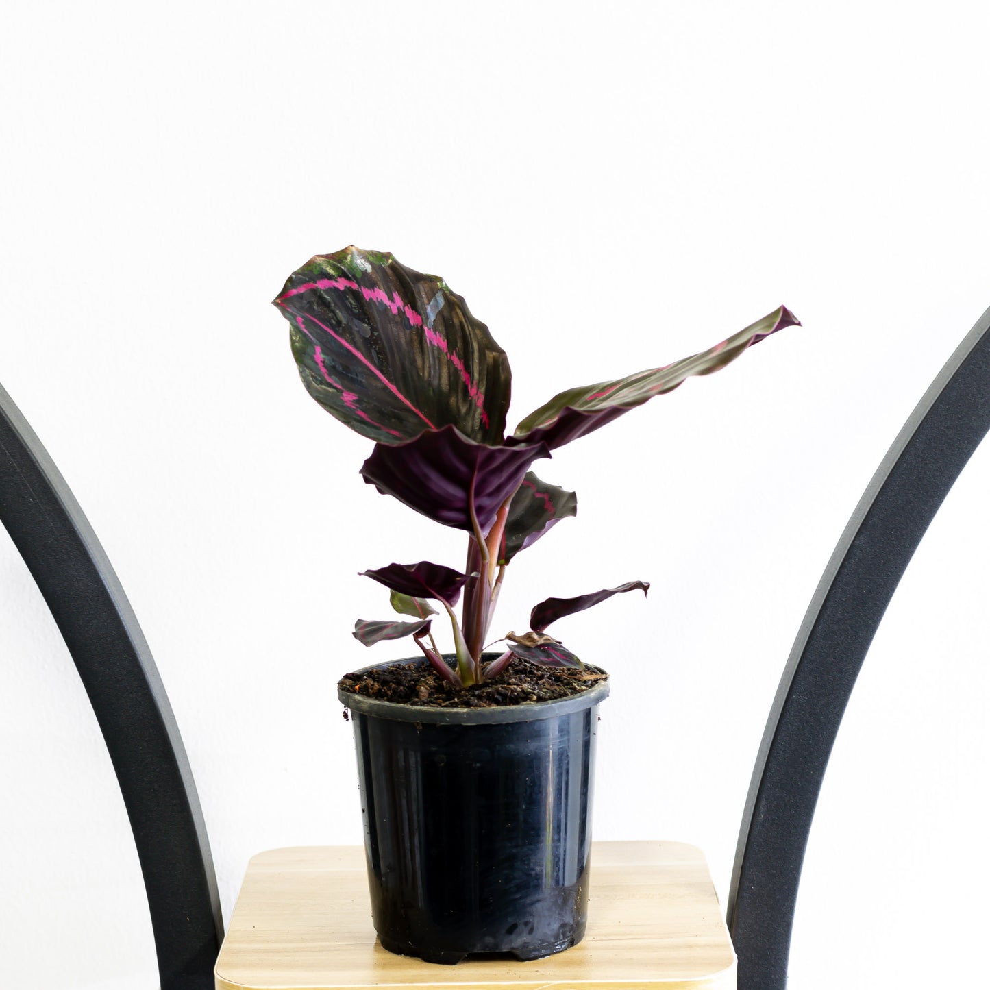 Calathea Dottie