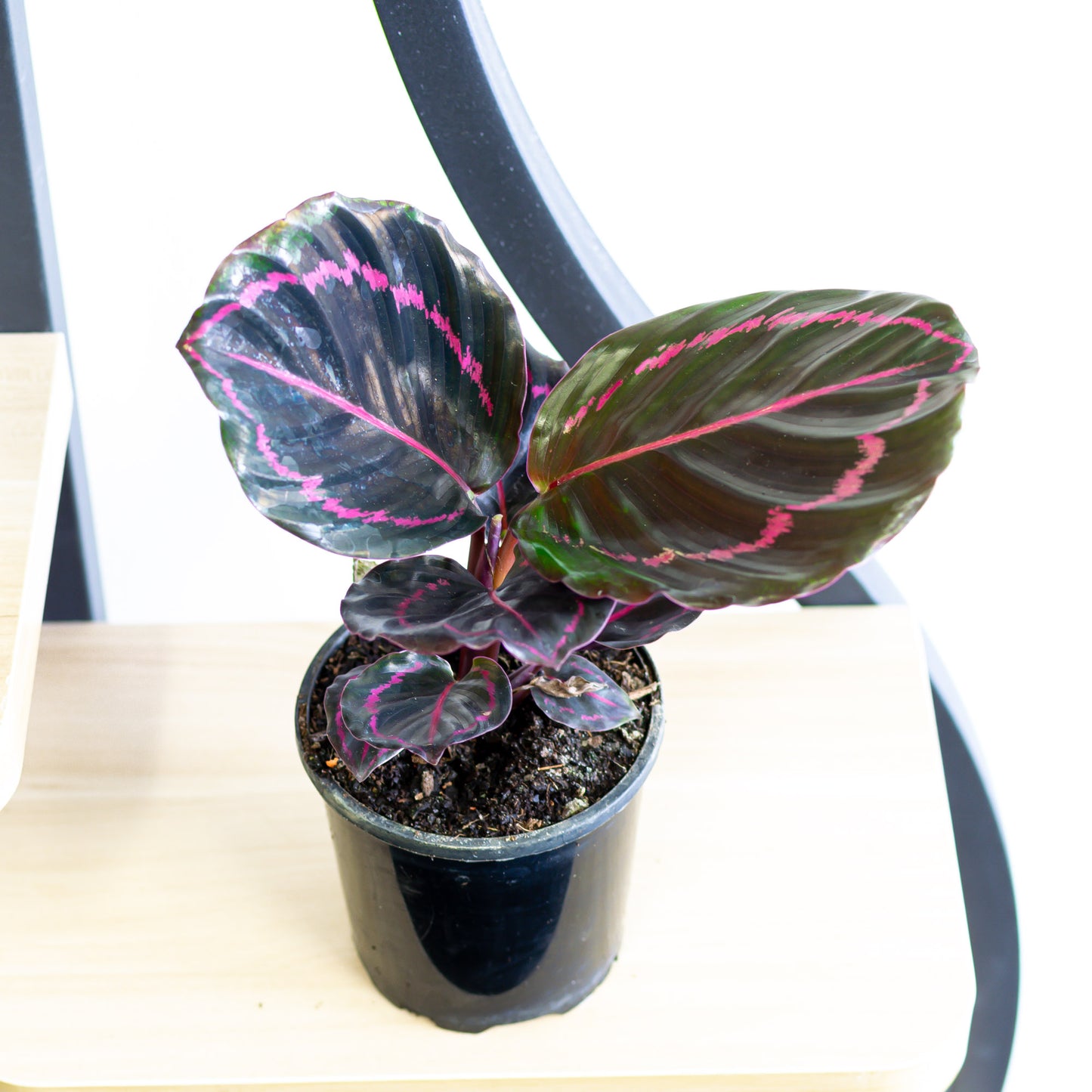 Calathea Dottie