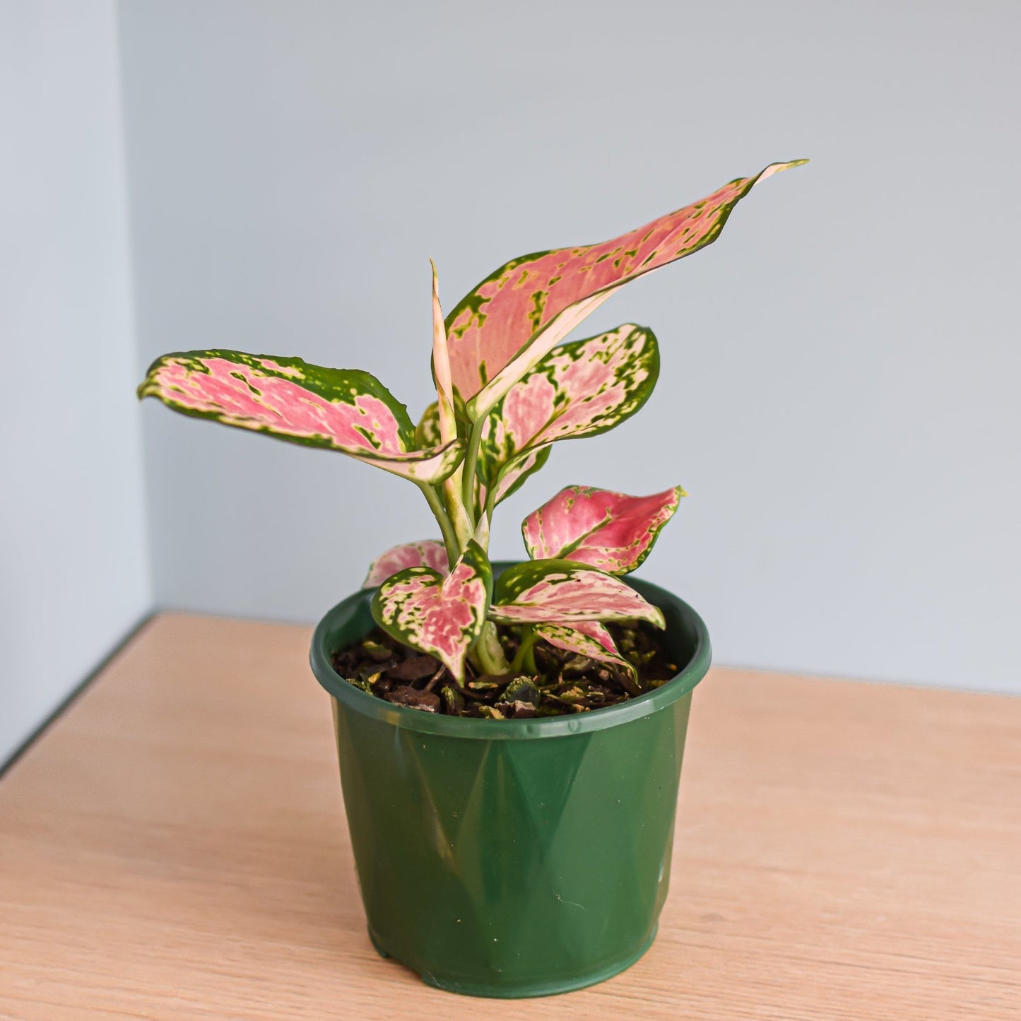 Aglaonema Auspicious Red | The Plant Boys