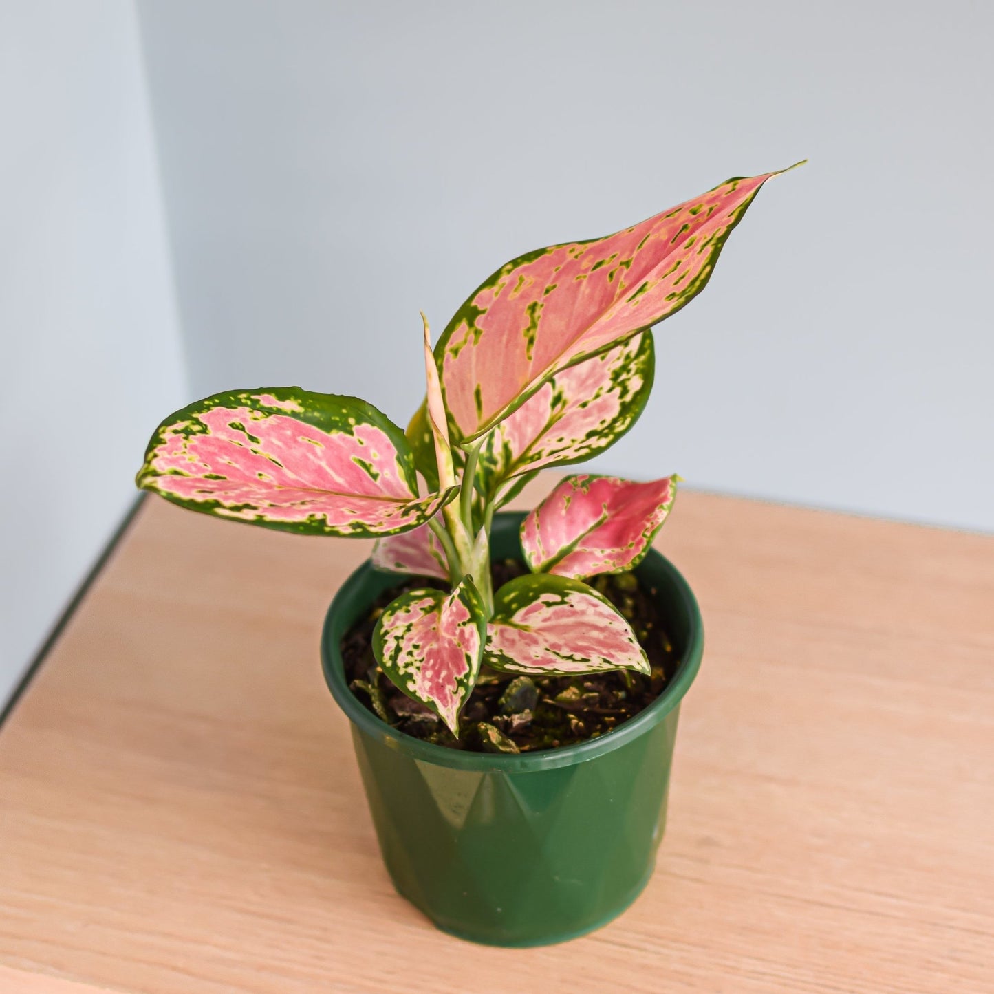 Aglaonema Auspicious Red | The Plant Boys