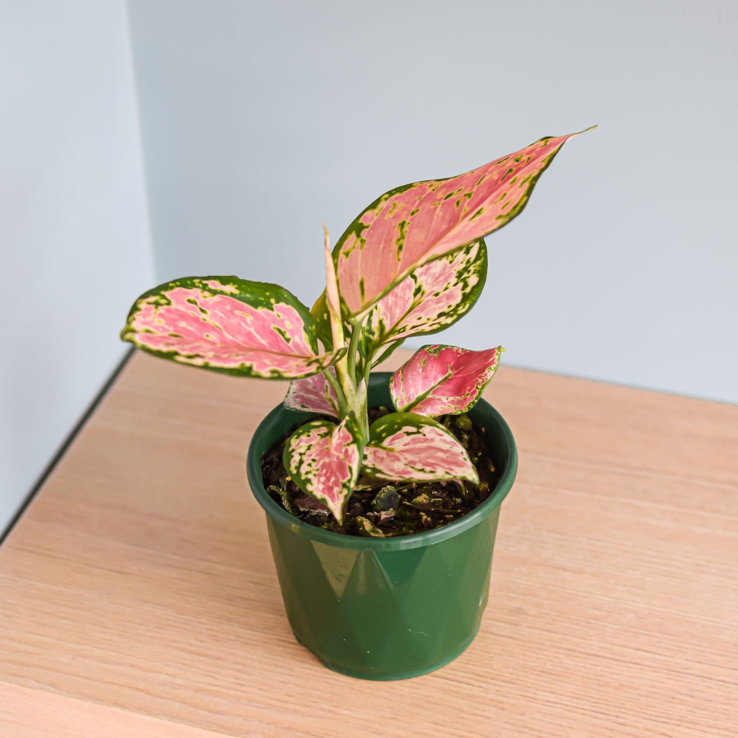 Aglaonema Auspicious Red | The Plant Boys