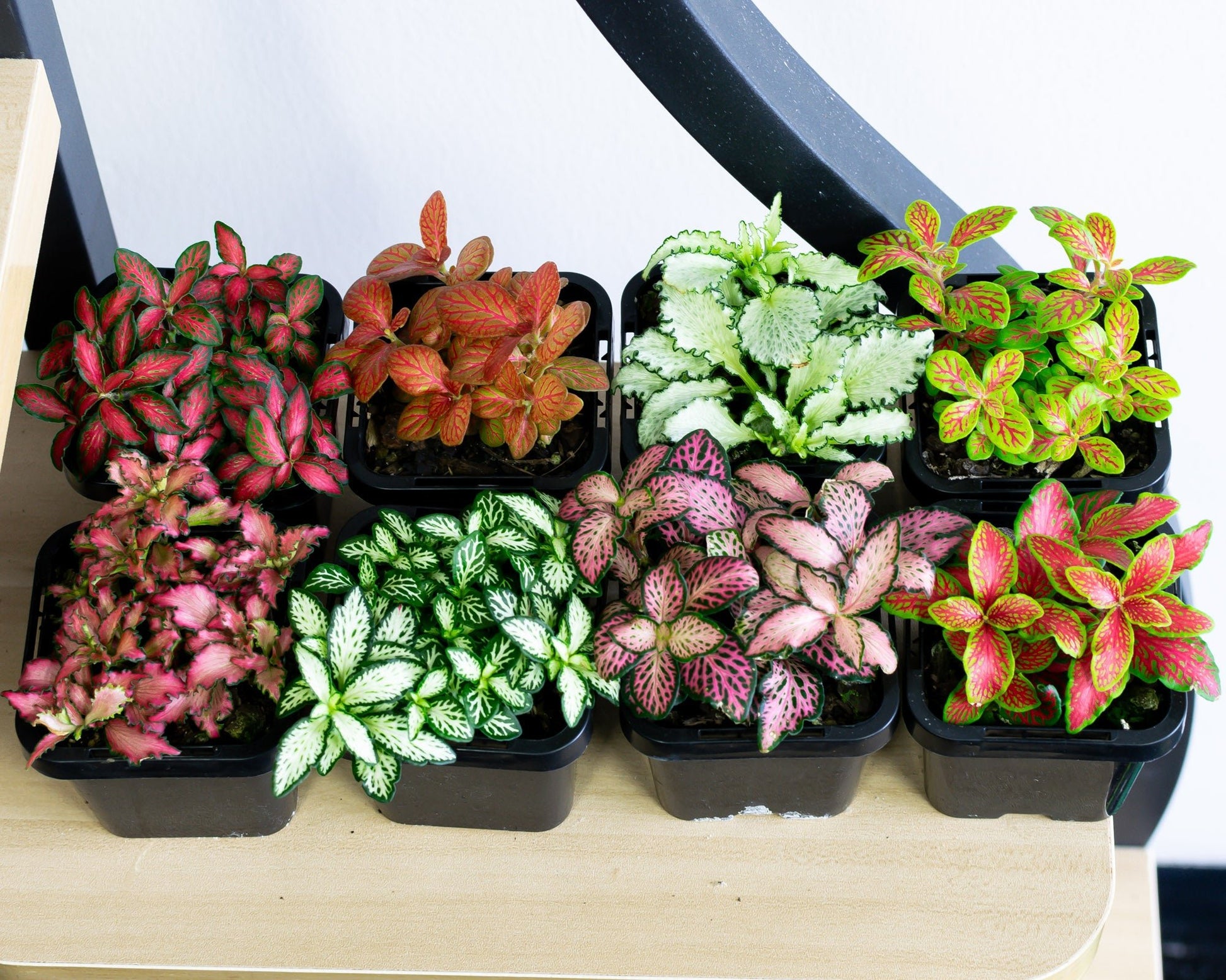 Fittonia Nerve Plant | The Plant Boys