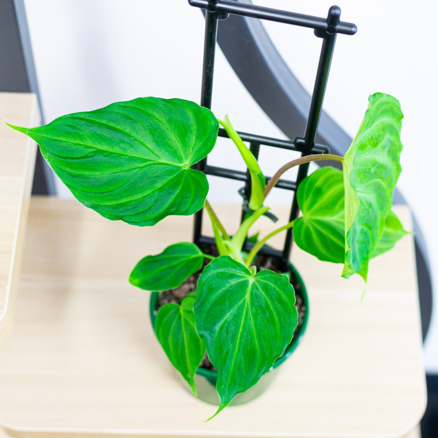 Philodendron Verrucosum | The Plant Boys