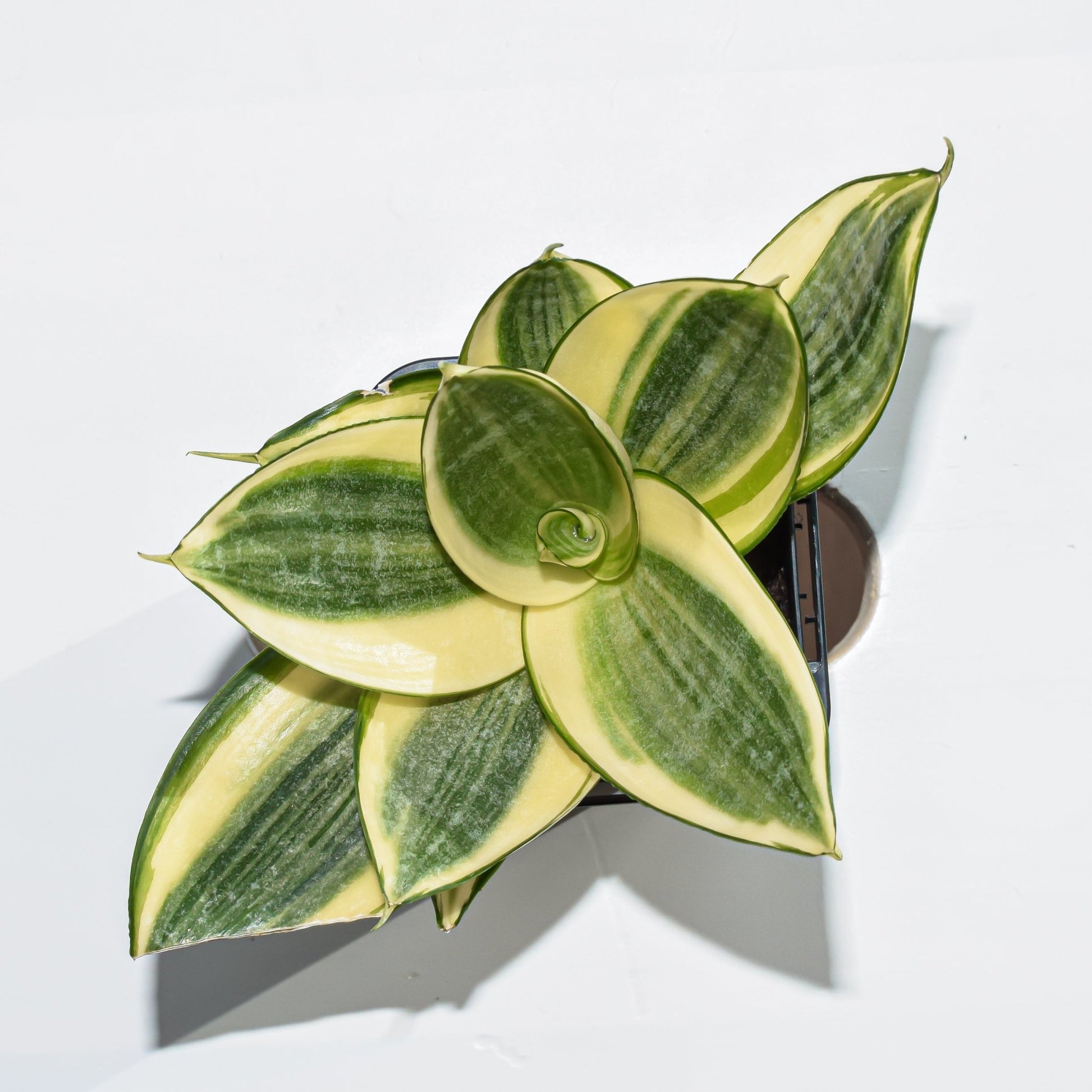 Sansevieria Golden Hahnii | The Plant Boys